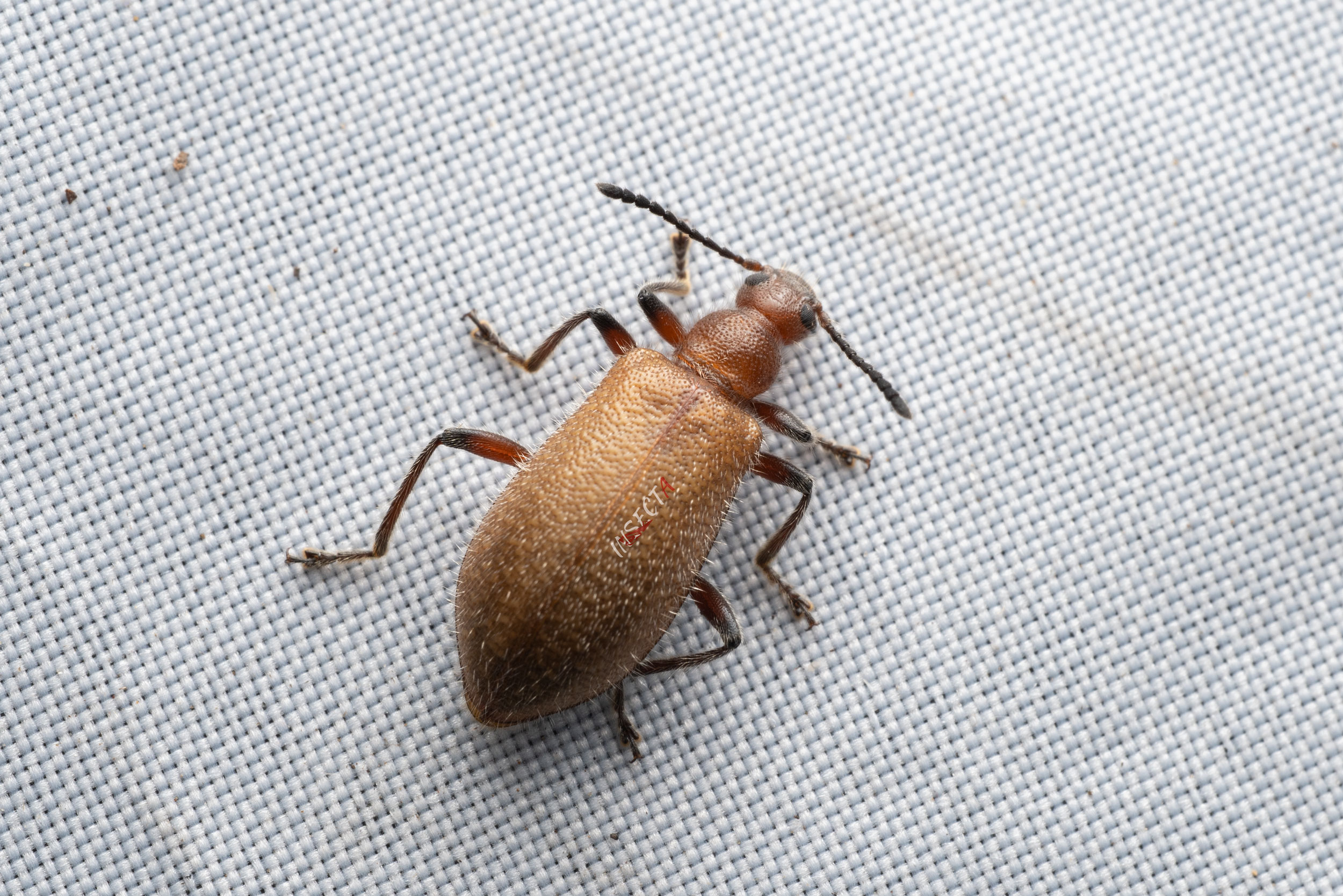 毛伪叶甲lagria Oharai Iisdw