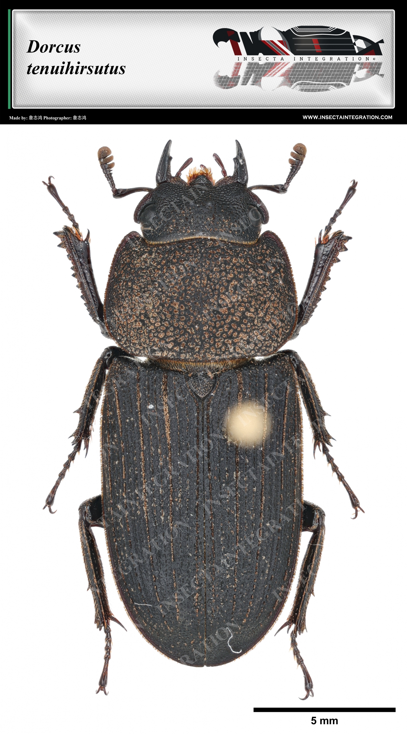 Read more about the article 北方锈刀锹甲 Dorcus tenuihirsutus