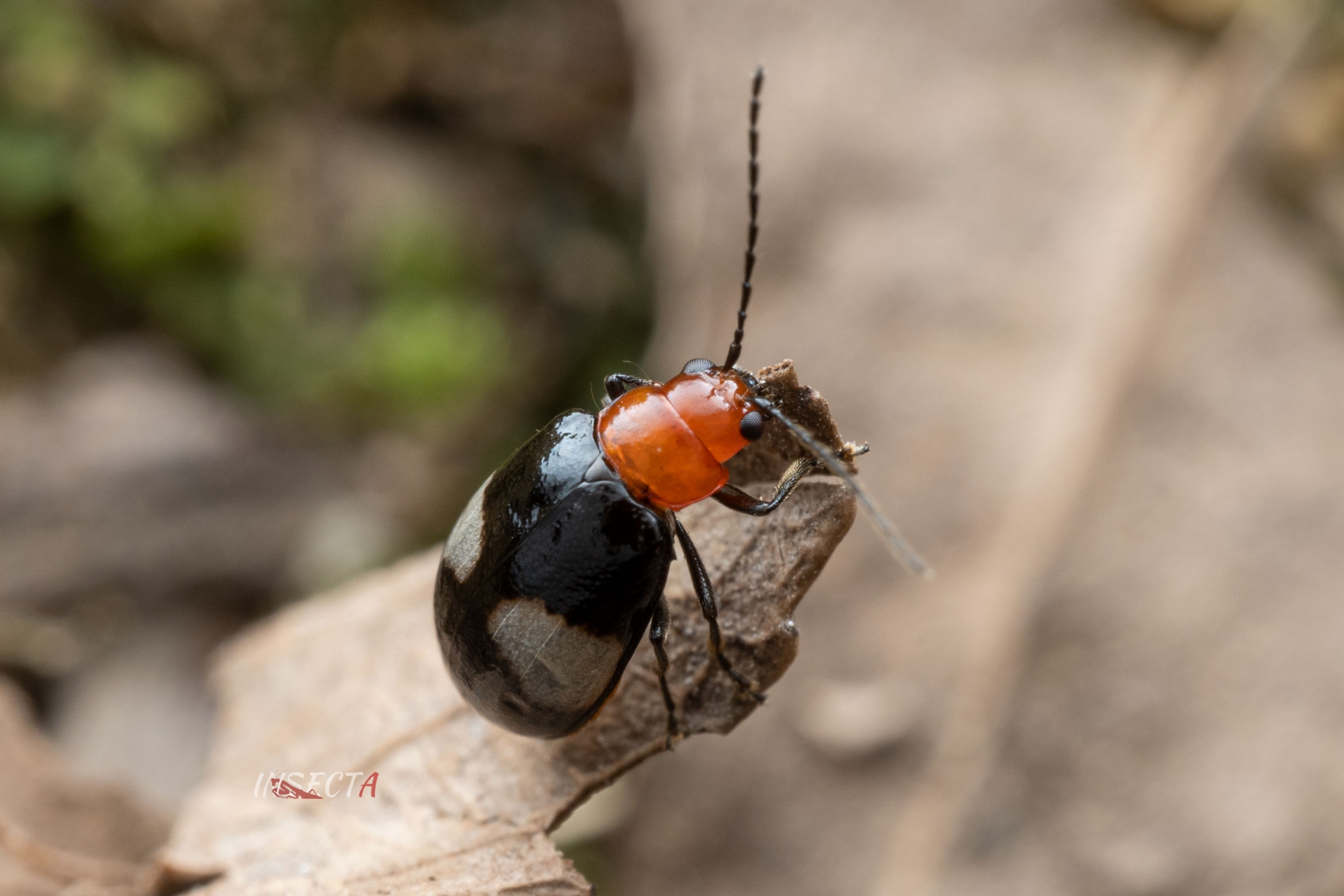 chrysomelidae-unidentified-species-iisdw