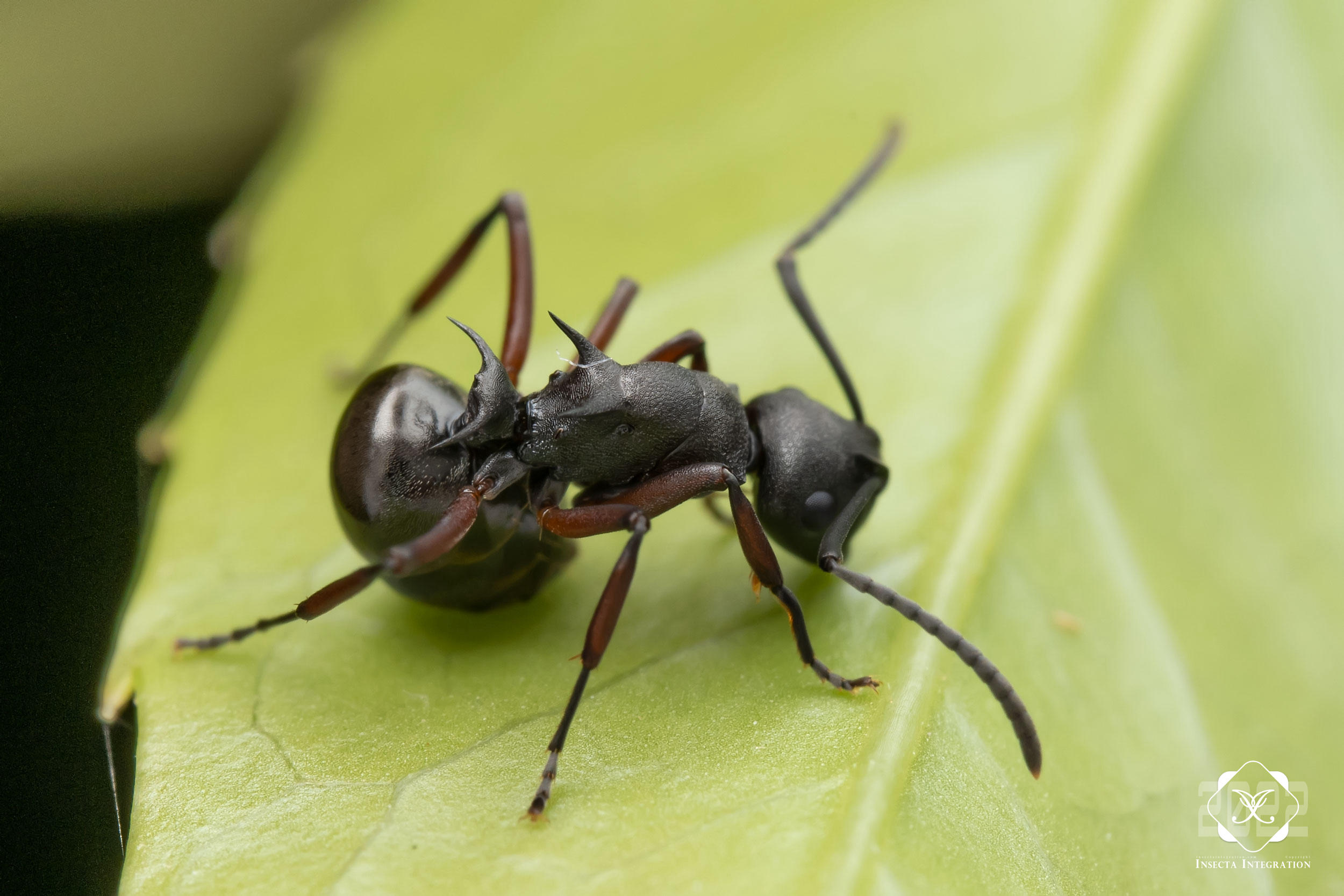 Read more about the article 麦氏多刺蚁 Polyrhachis moesta