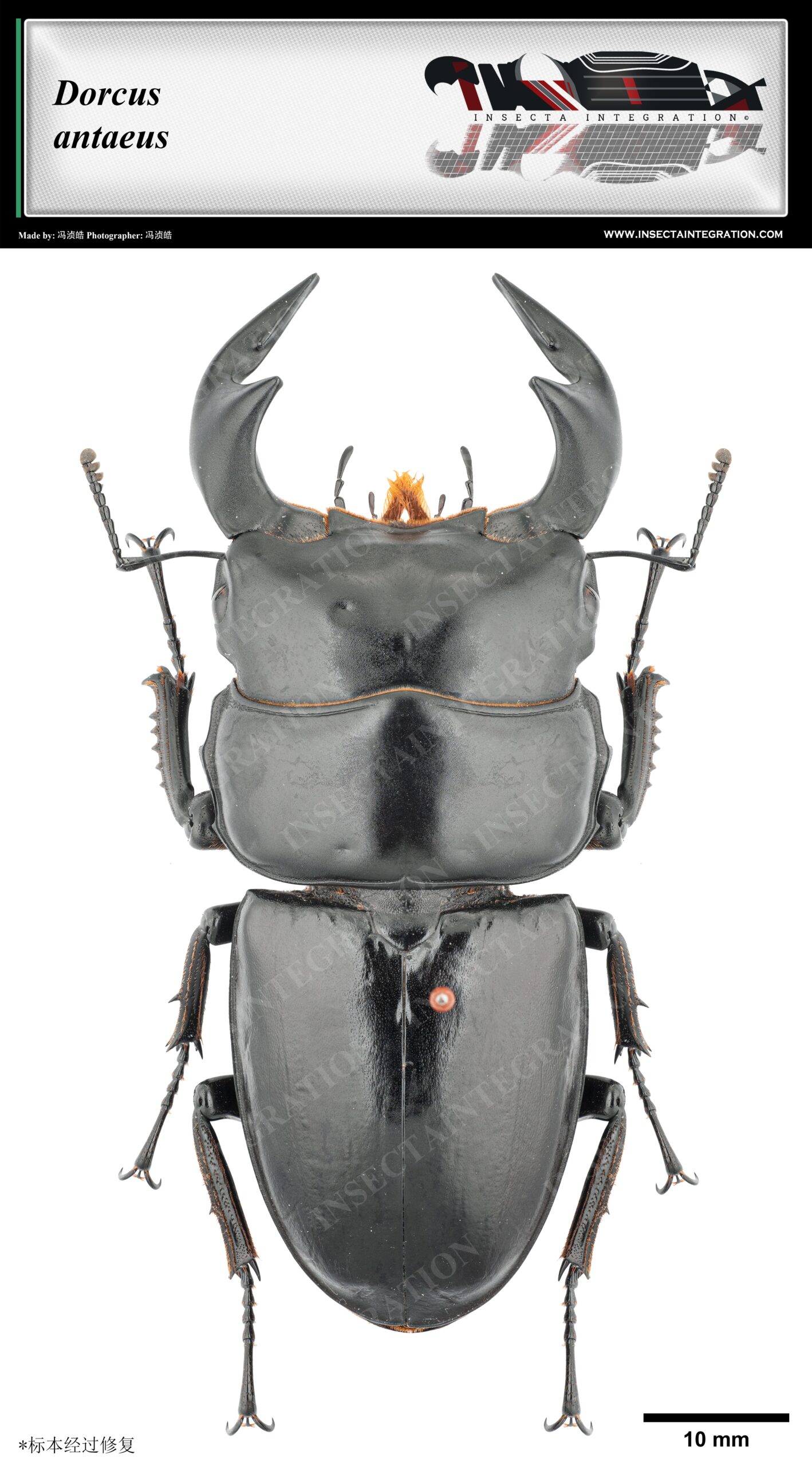 安达大锹甲 Dorcus antaeus ♂ SI1