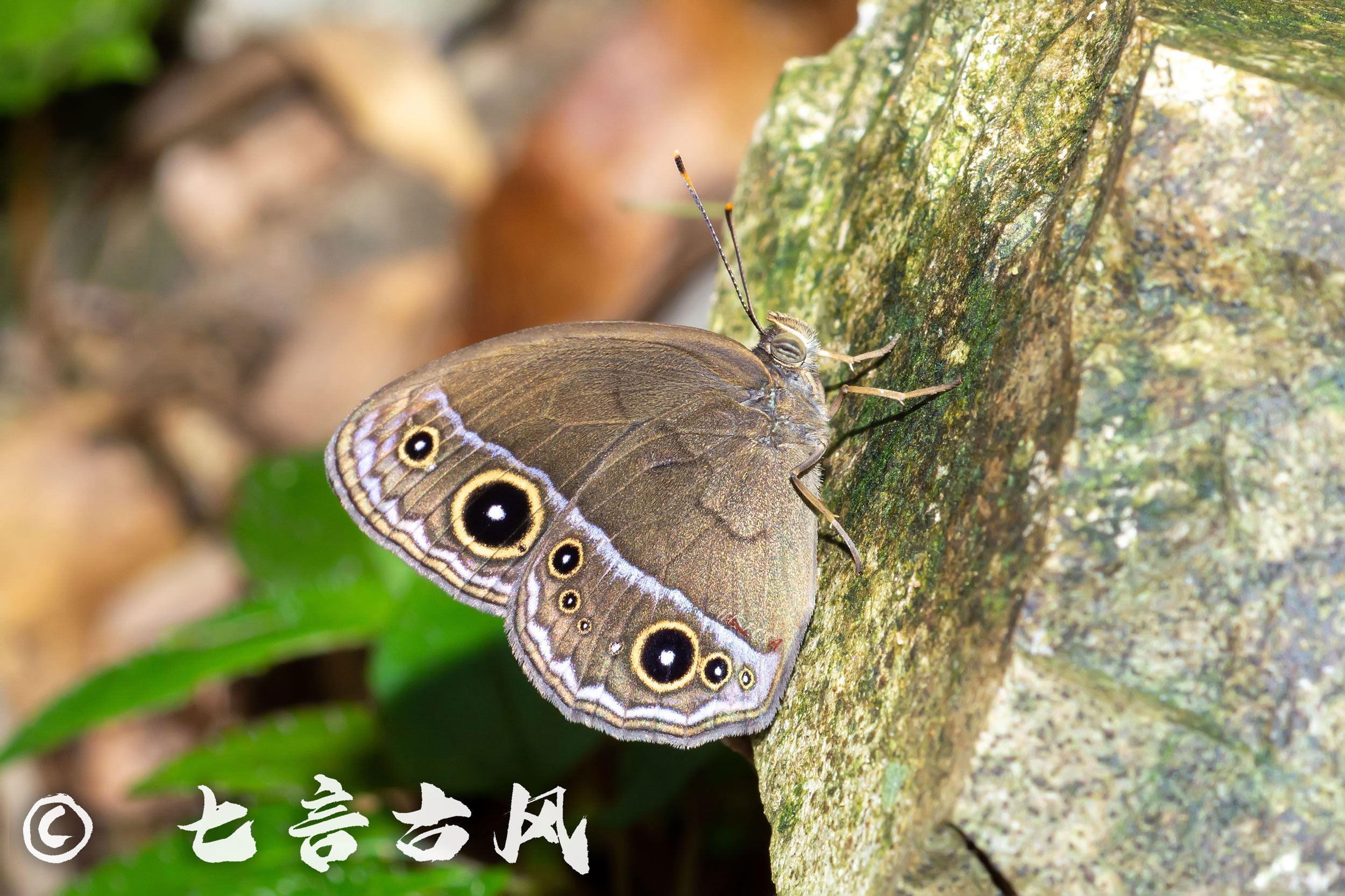 Read more about the article 拟稻眉眼蝶 Mycalesis francisca
