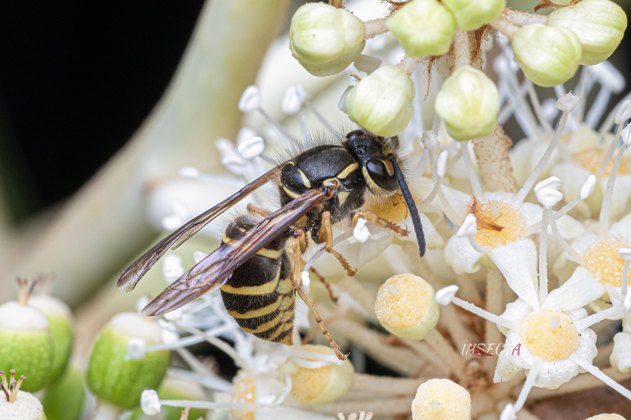 Read more about the article 朝鲜黄胡蜂 Vespula koreensis
