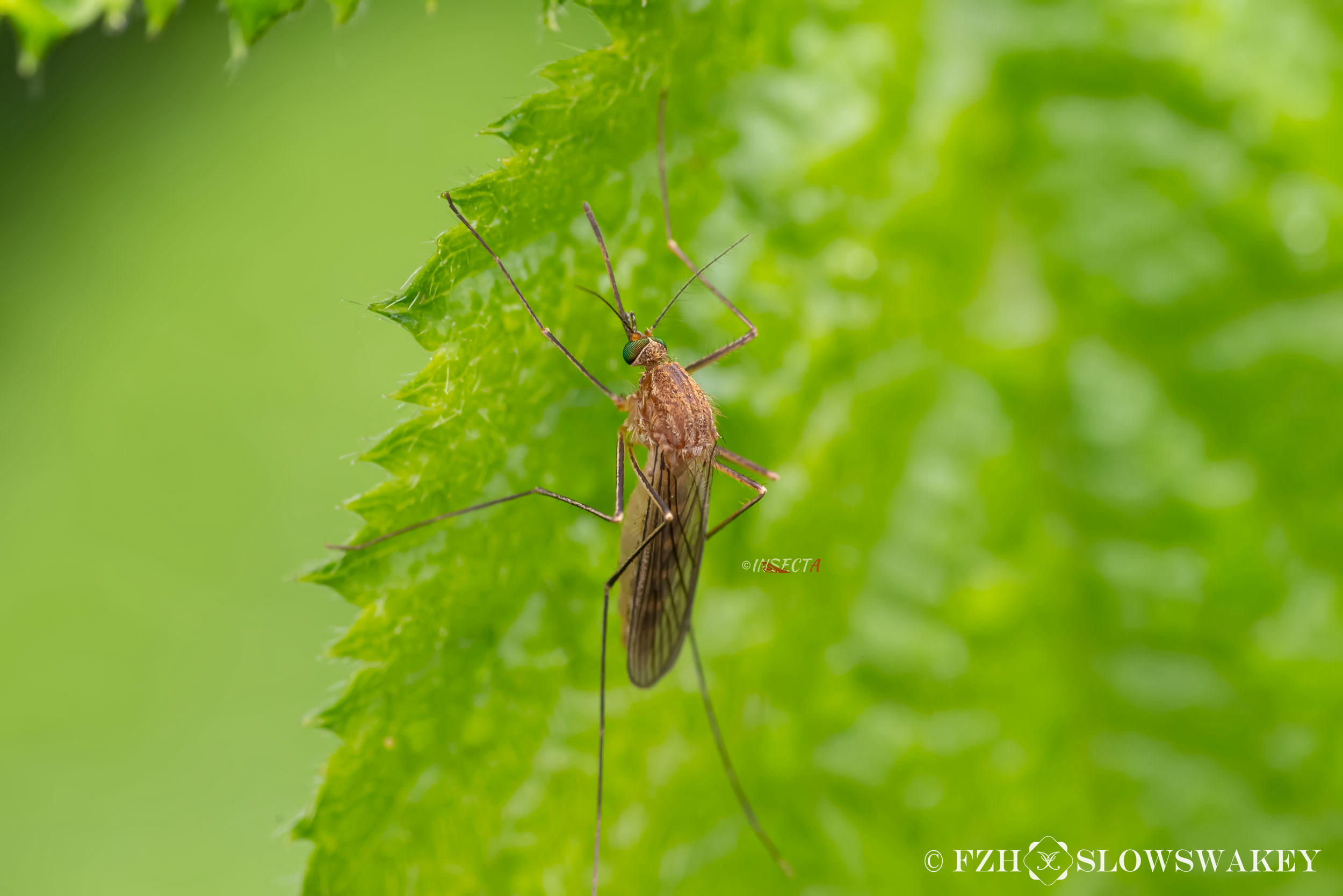 蚊科 Culicidae – IISDW