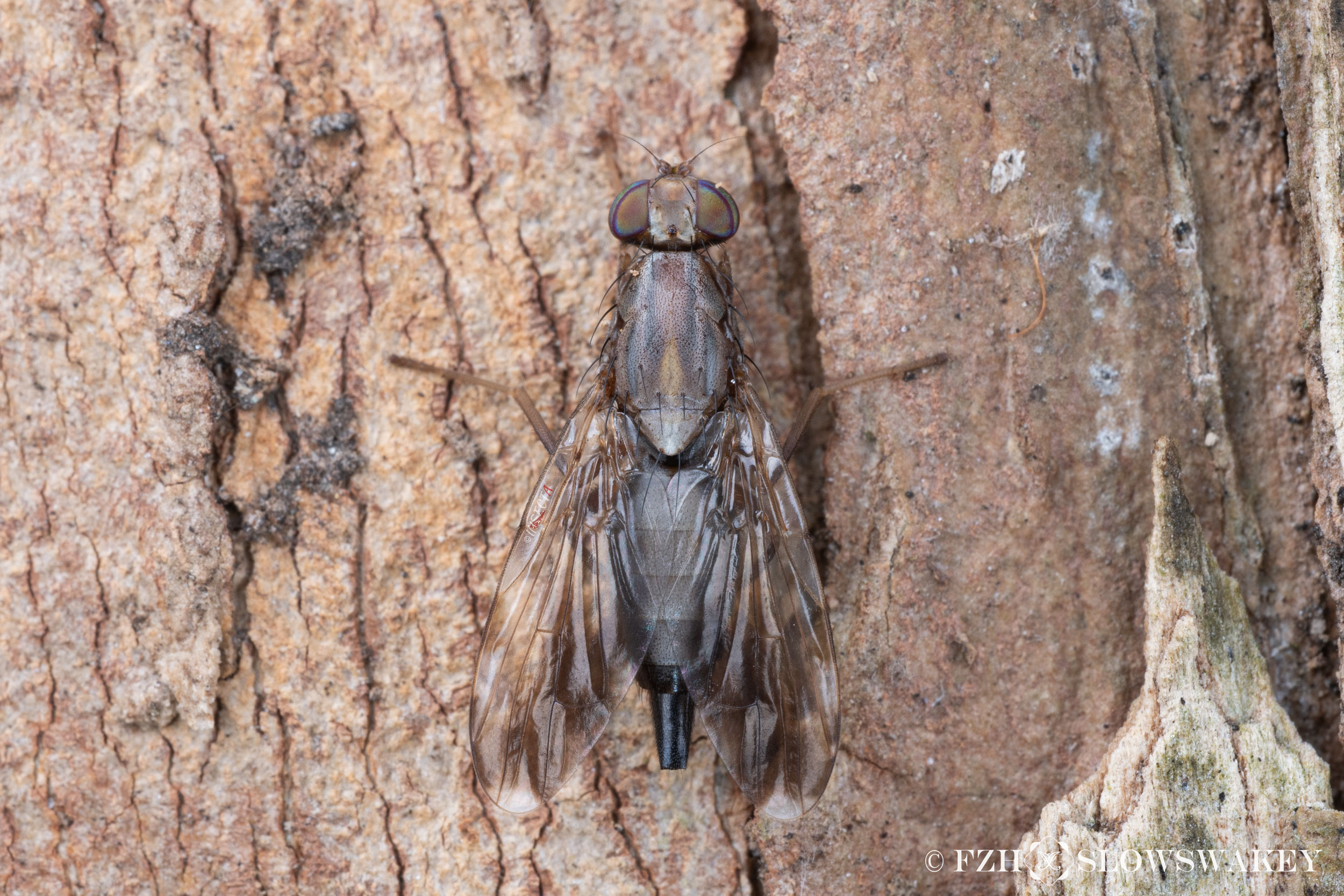 大斑光沟实蝇 Euphranta nigrescens ♀ HNH1