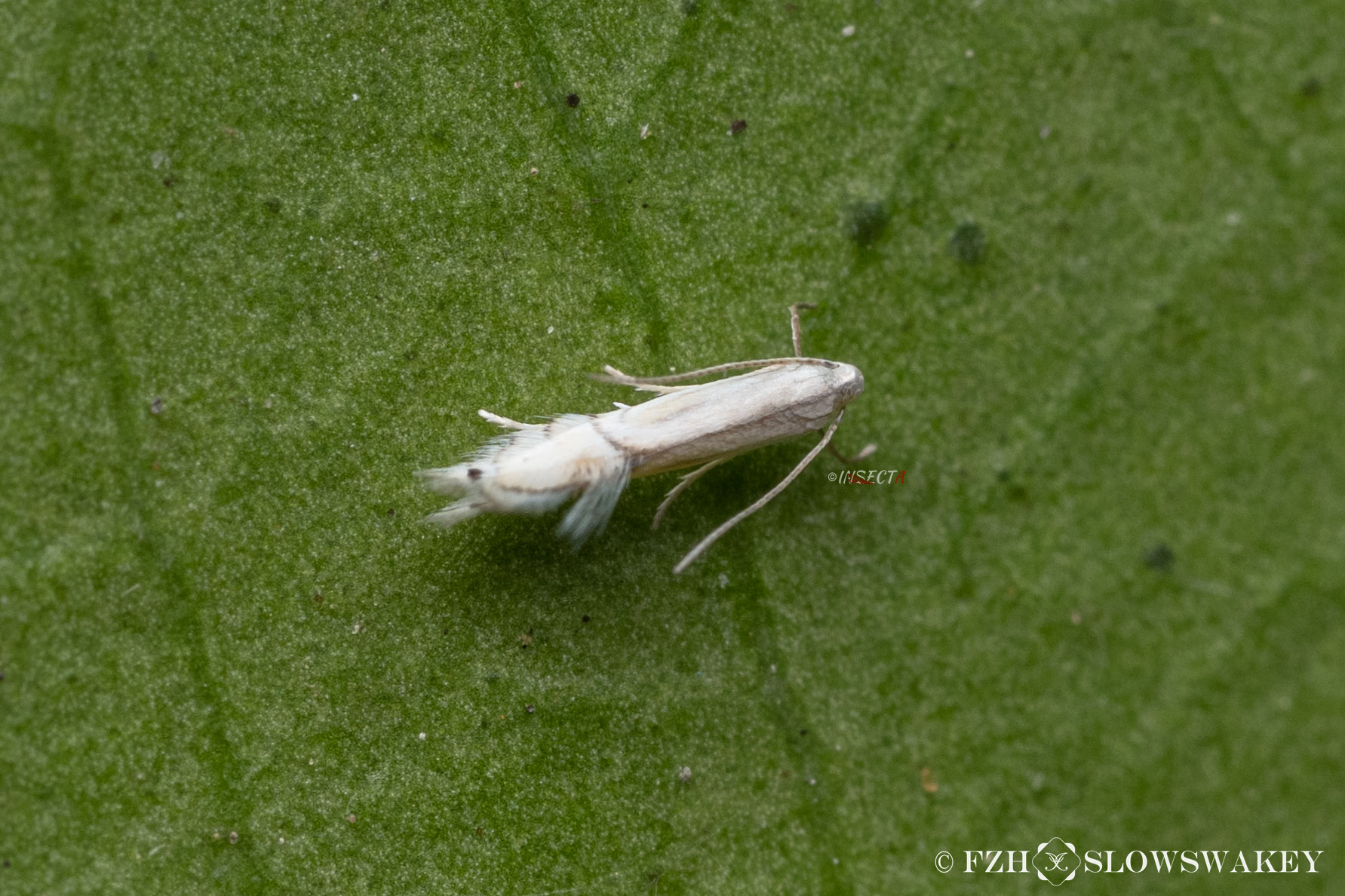 Read more about the article 柑橘潜蛾 Phyllocnistis citrella