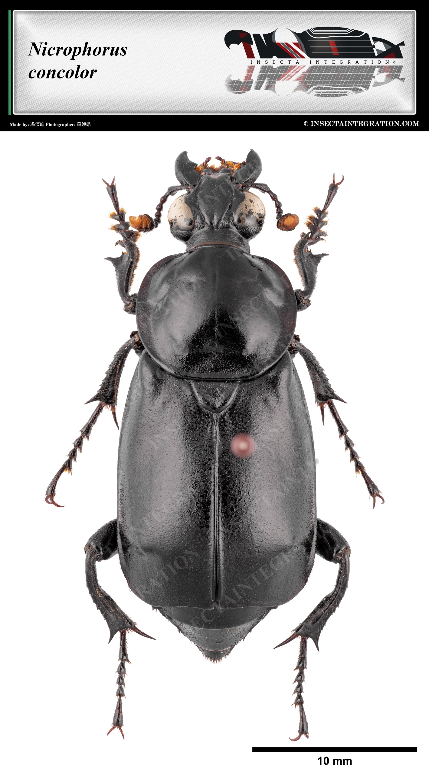 Read more about the article 黑覆葬甲 Nicrophorus concolor
