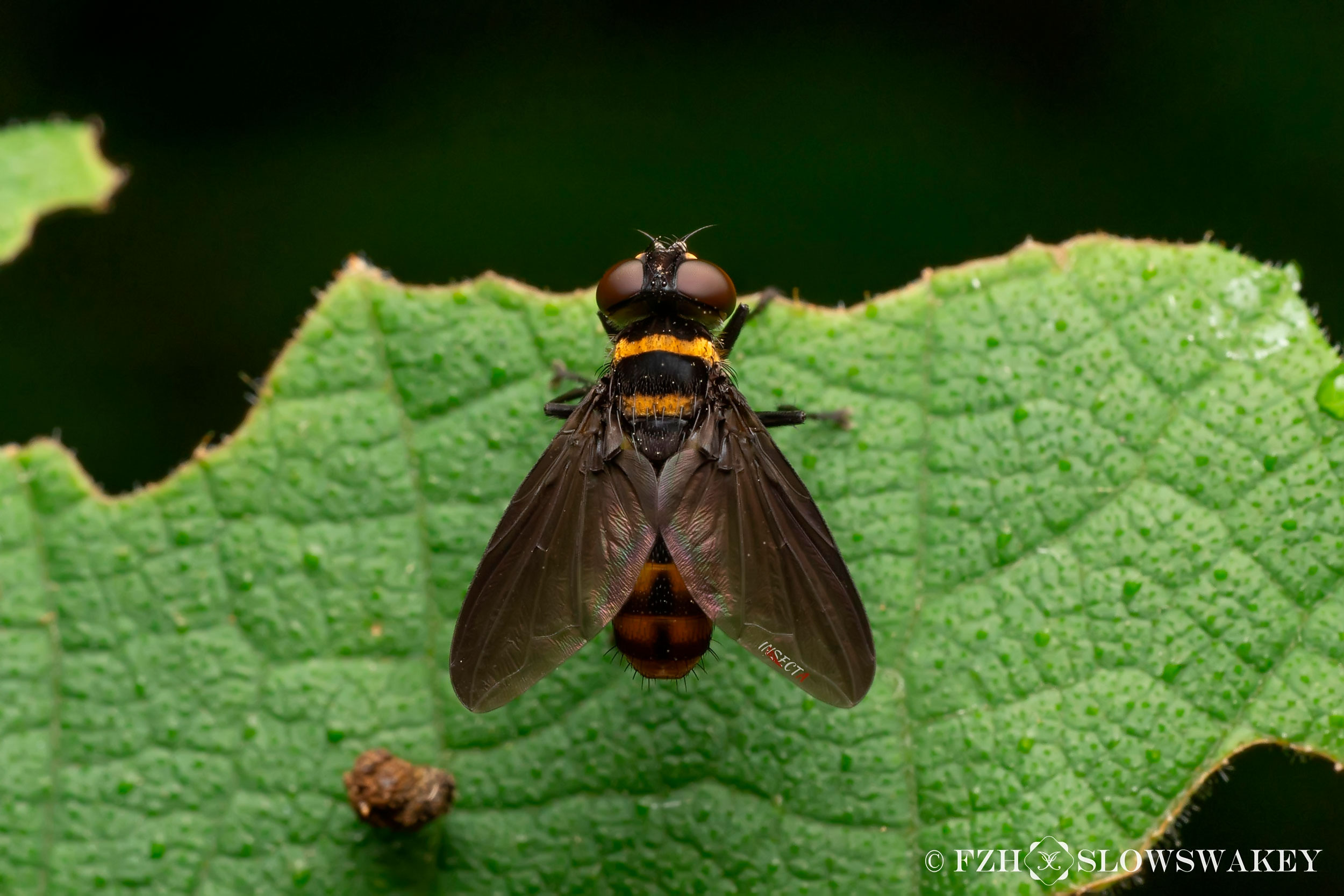 寄蝇科 Tachinidae – IISDW