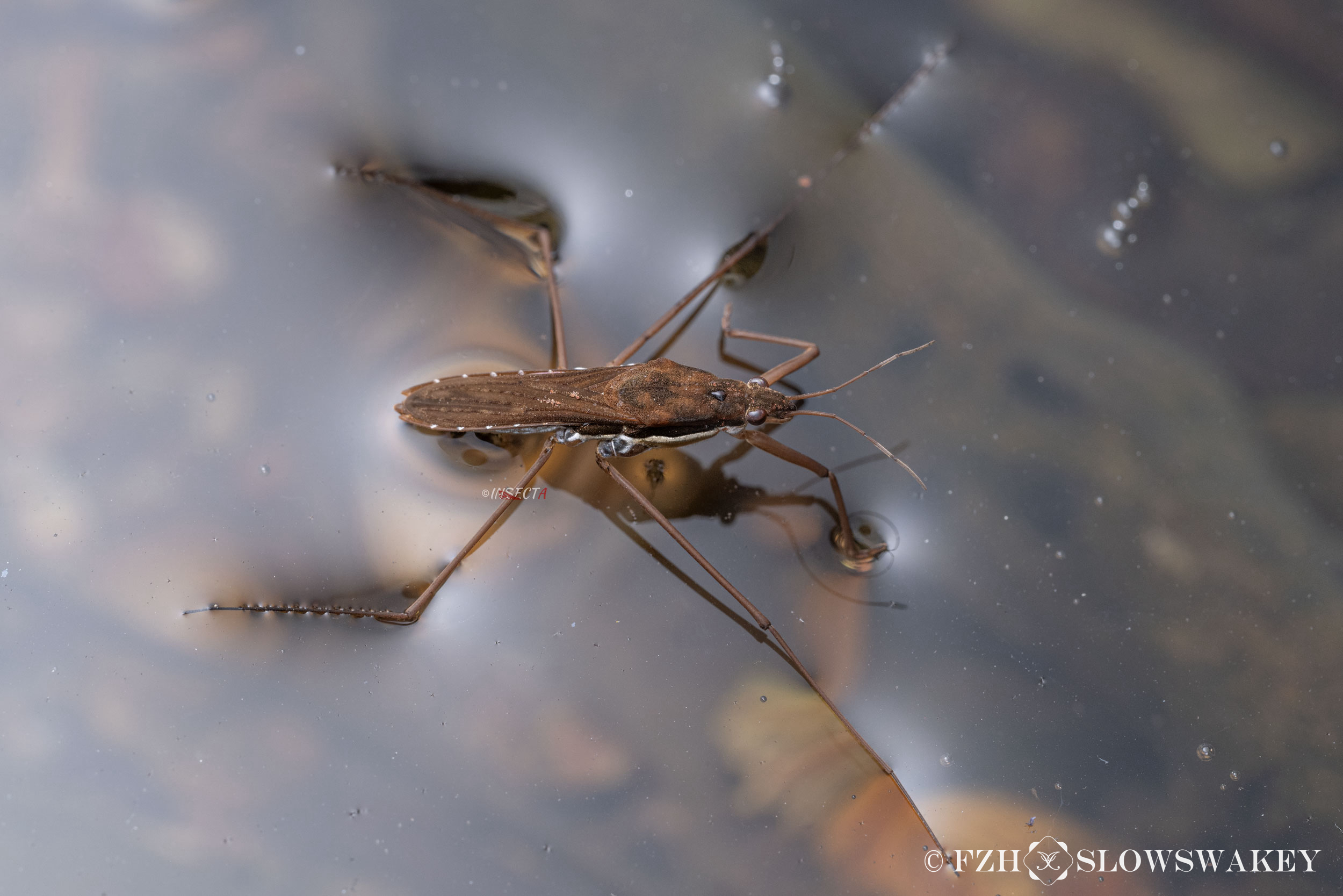 细角黾蝽gerris Gracilicornis Iisdw