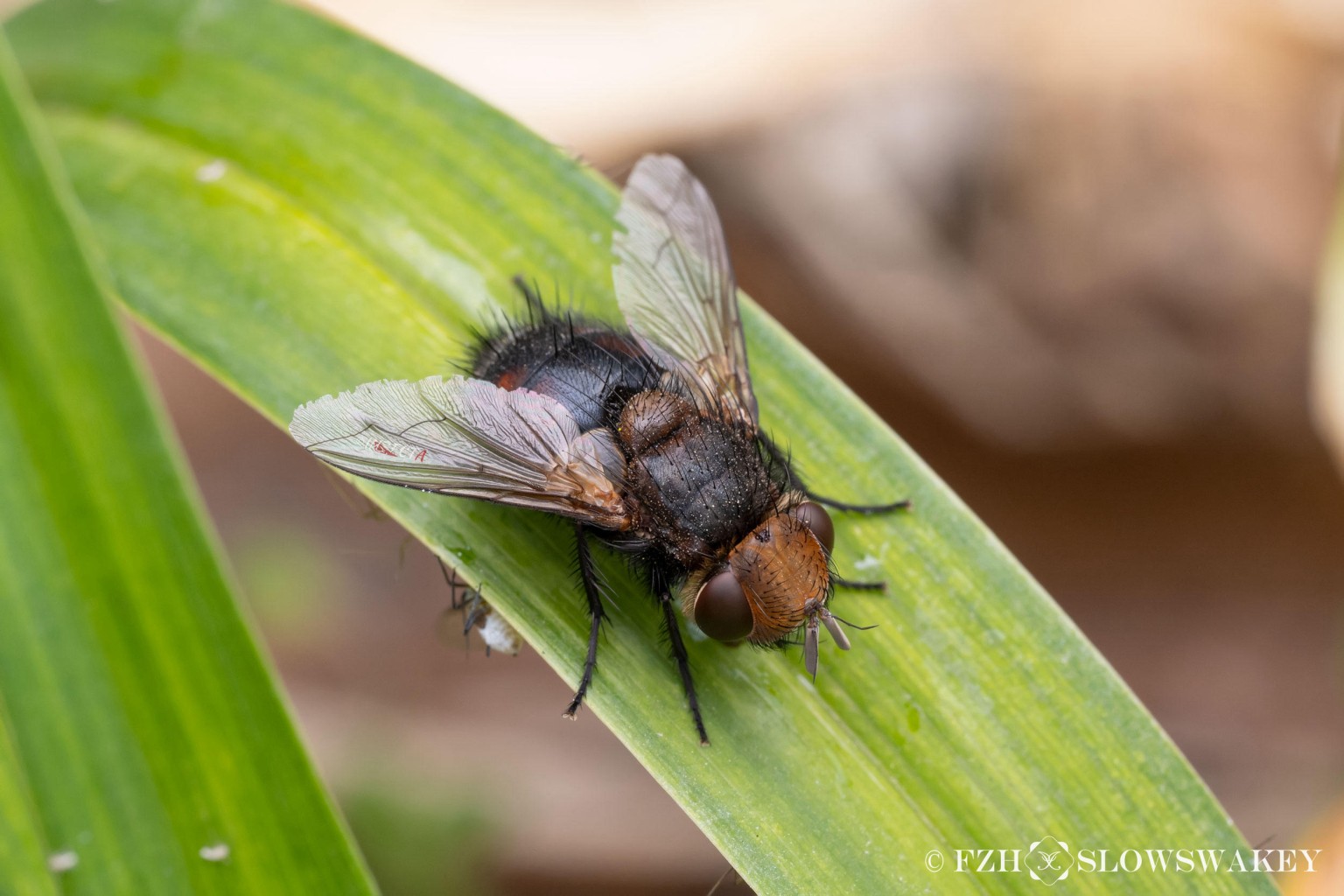寄蝇科 Tachinidae – IISDW