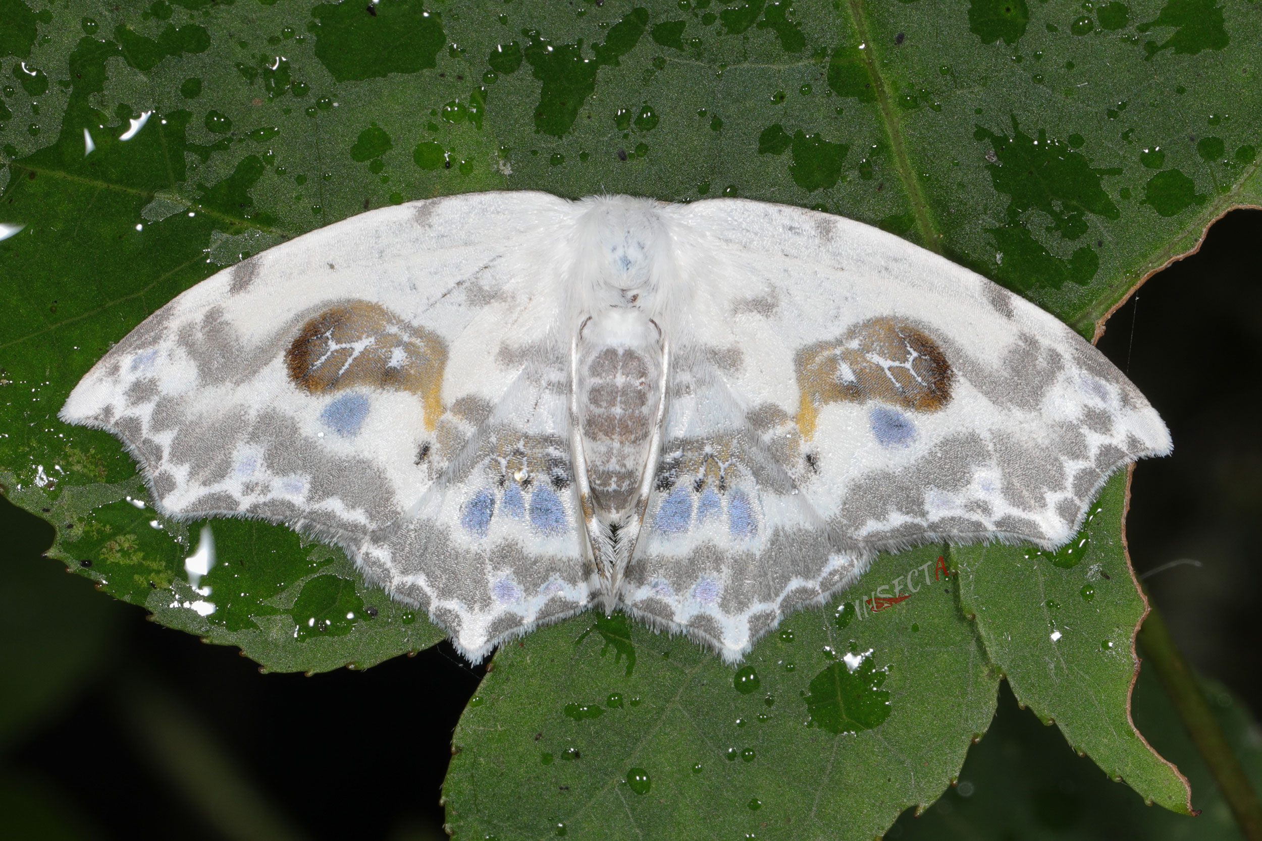 闪豆斑钩蛾 Auzata ocellata – IISDW