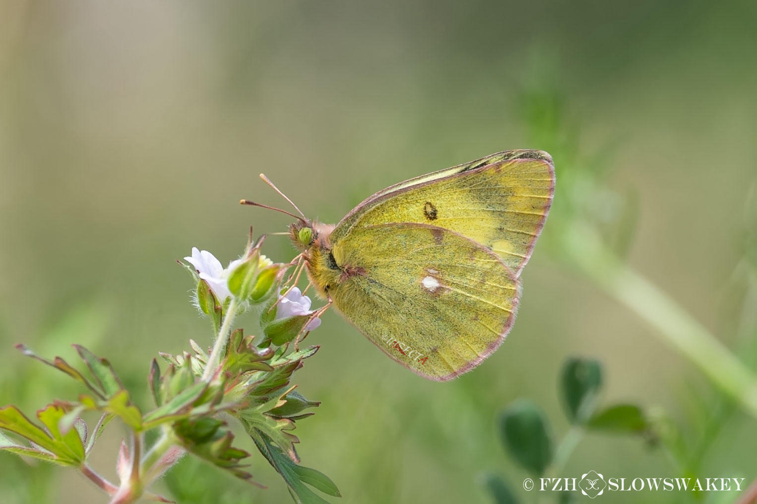 Read more about the article 东亚豆粉蝶 Colias poliographus