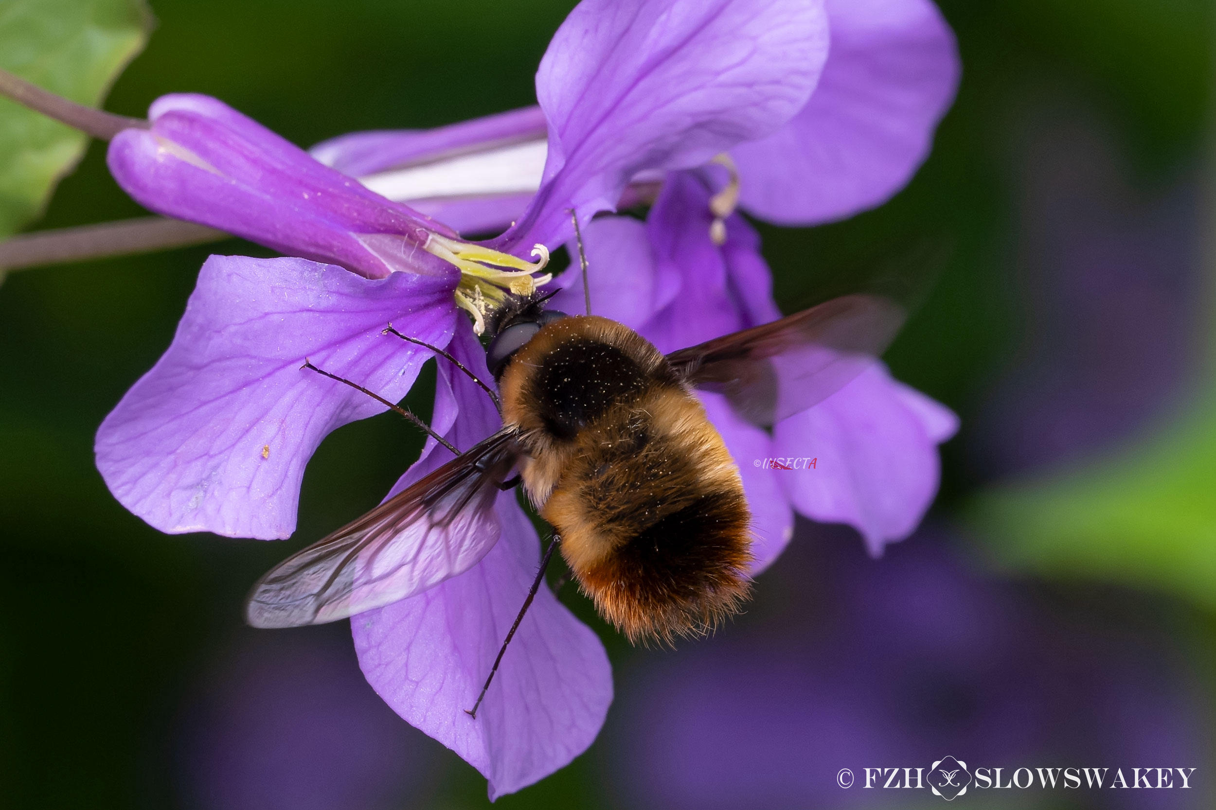 Read more about the article 亮白蜂虻 Bombylius candidus