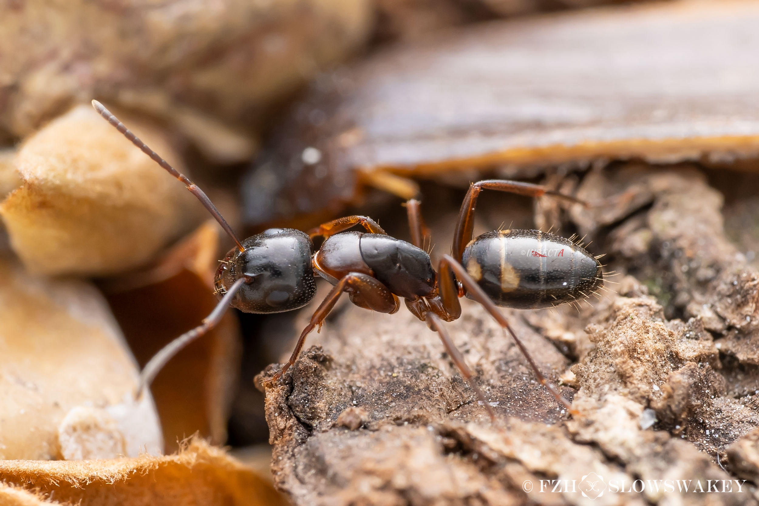 四斑弓背蚁 Camponotus quadrinotatus (Worker) HNH1