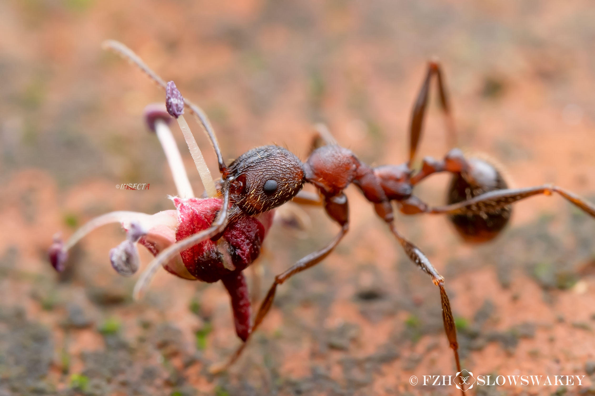 Read more about the article 大吉盘腹蚁 Aphaenogaster geei