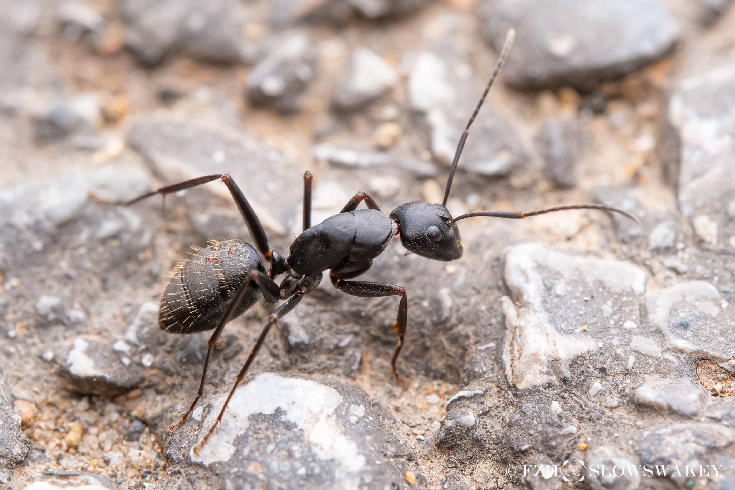 日本弓背蚁 Camponotus japonicus (Worker) HNH1