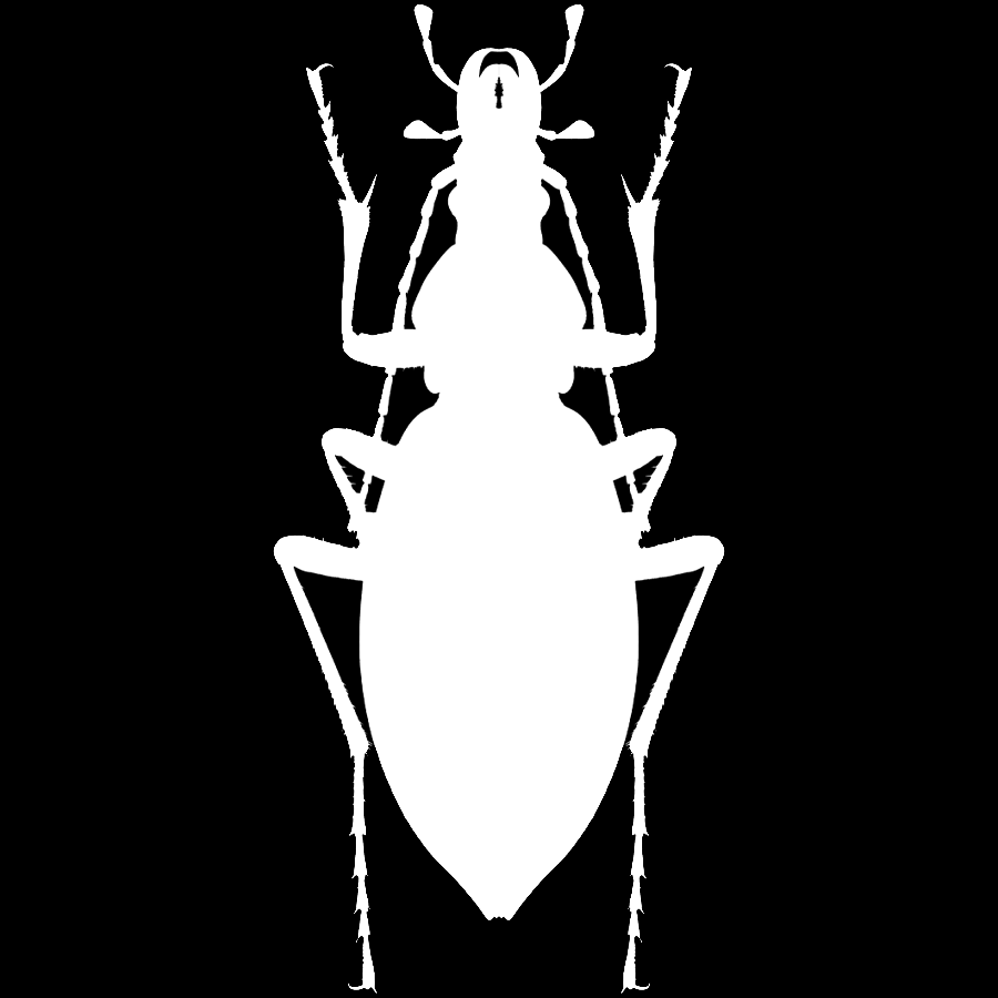 Read more about the article 步甲科待定种页 Carabidae Unidentified Species