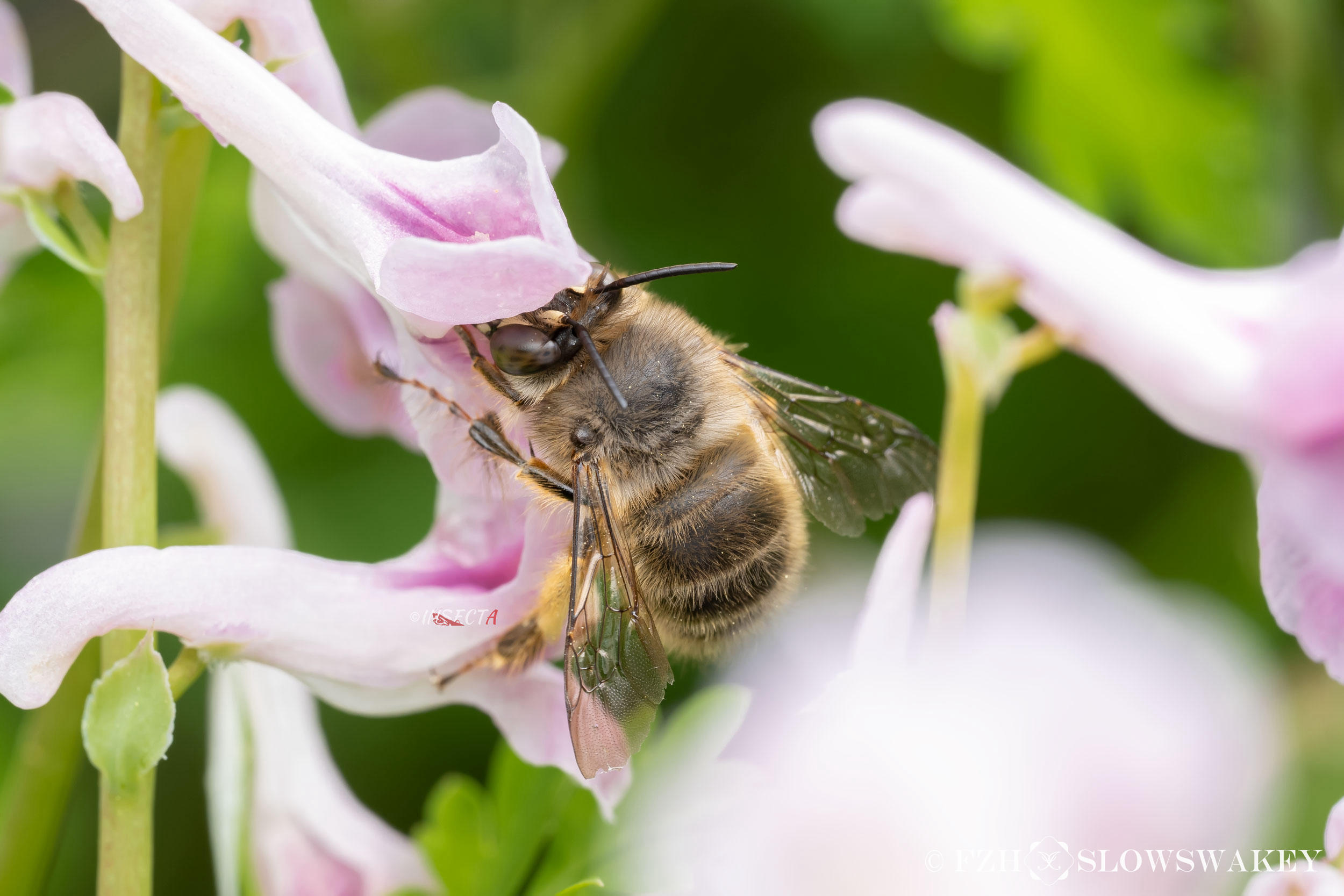 Read more about the article 毛跗黑条蜂 Anthophora villosula