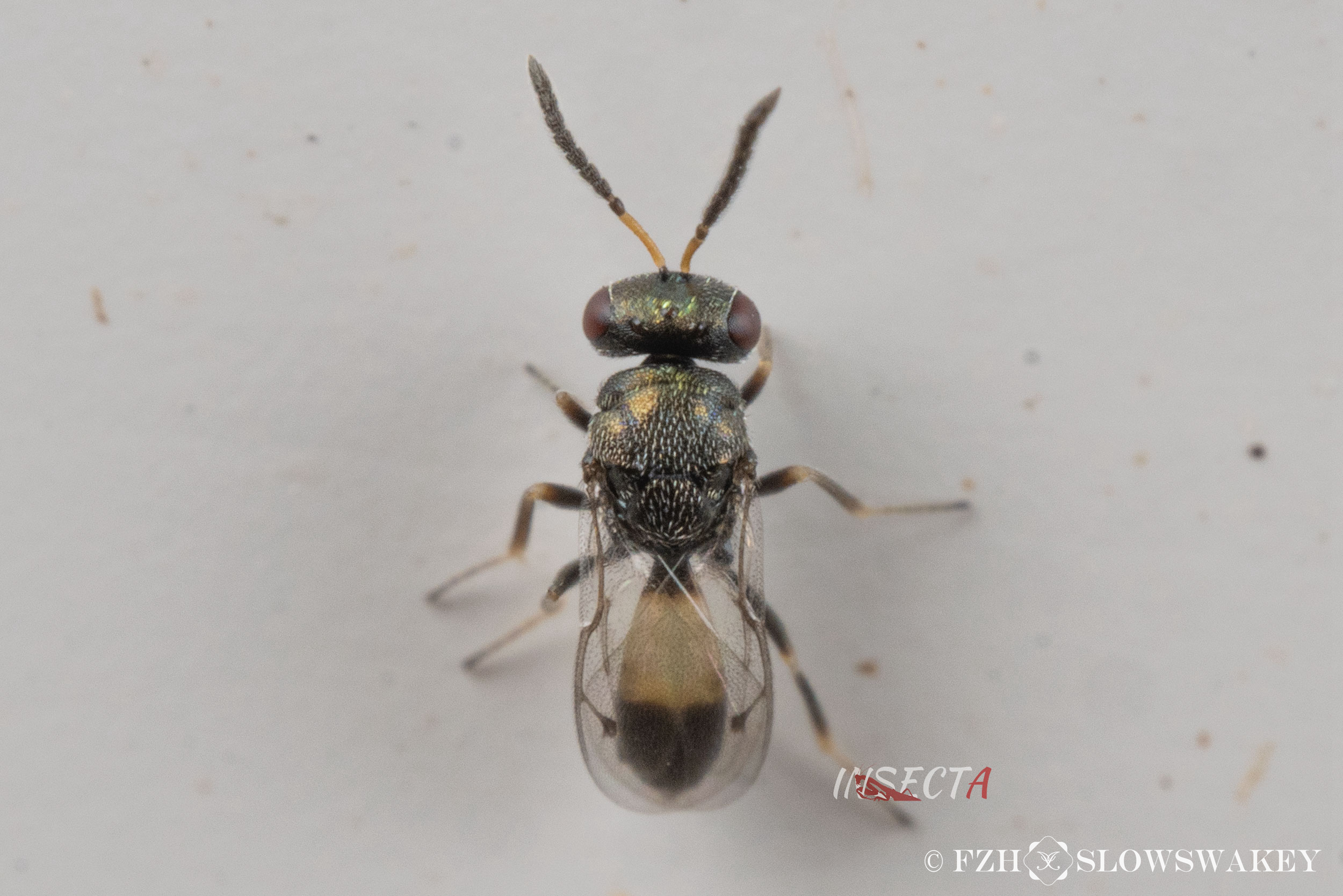 象虫异金小蜂 Anisopteromalus calandrae ♀ HNH1