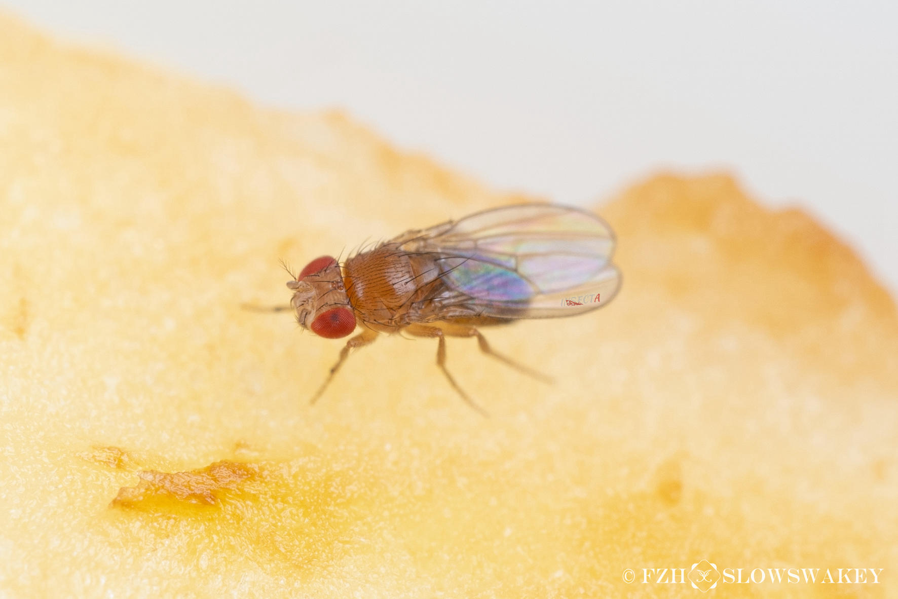 Read more about the article 黑腹果蝇 Drosophila melanogaster