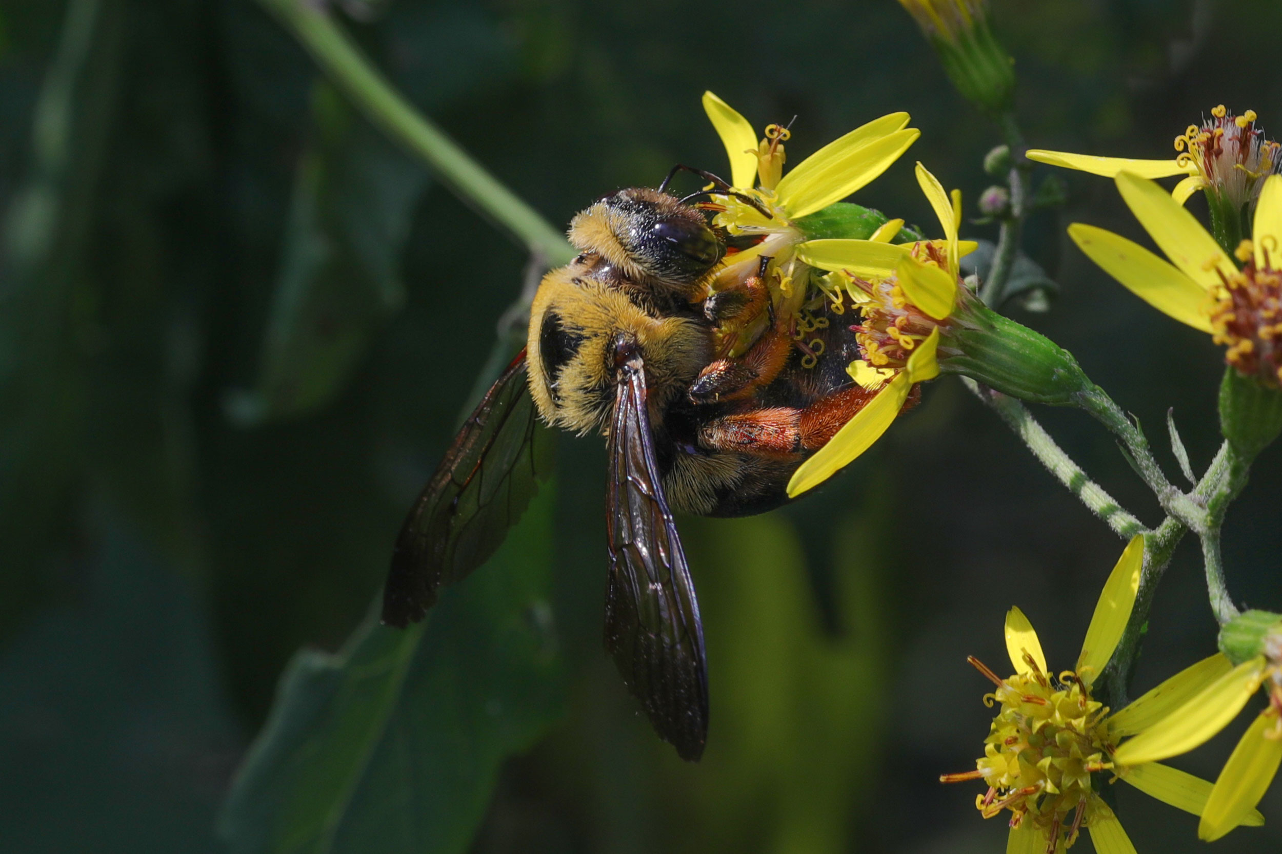 Read more about the article 中华木蜂 Xylocopa sinensis