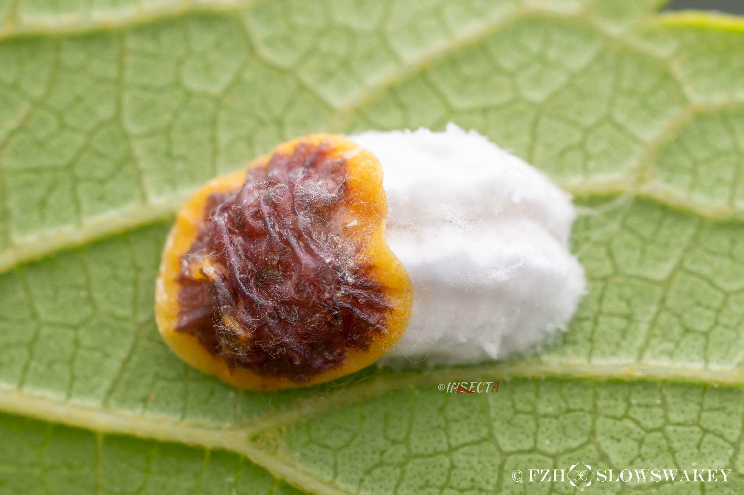 梨形原棉蜡蚧 Protopulvinaria pyriformis ♀ HNH1