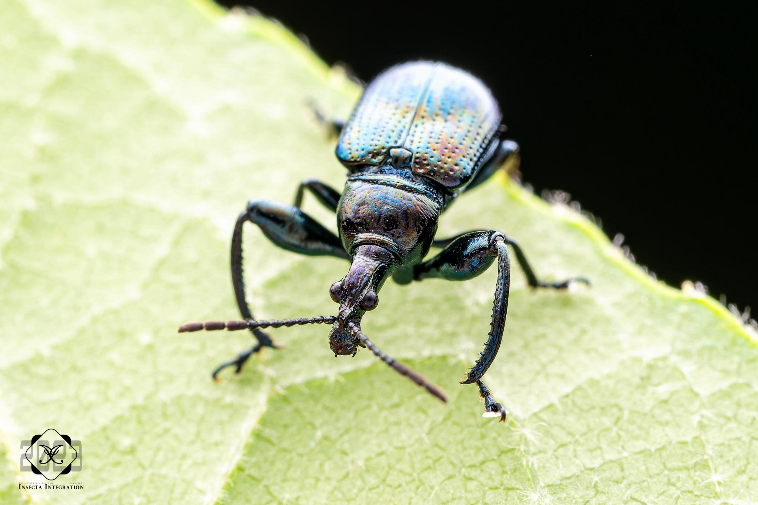 Isolabus Insect 墨绿等唇卷象 Isolabus coeruleus – IISDW