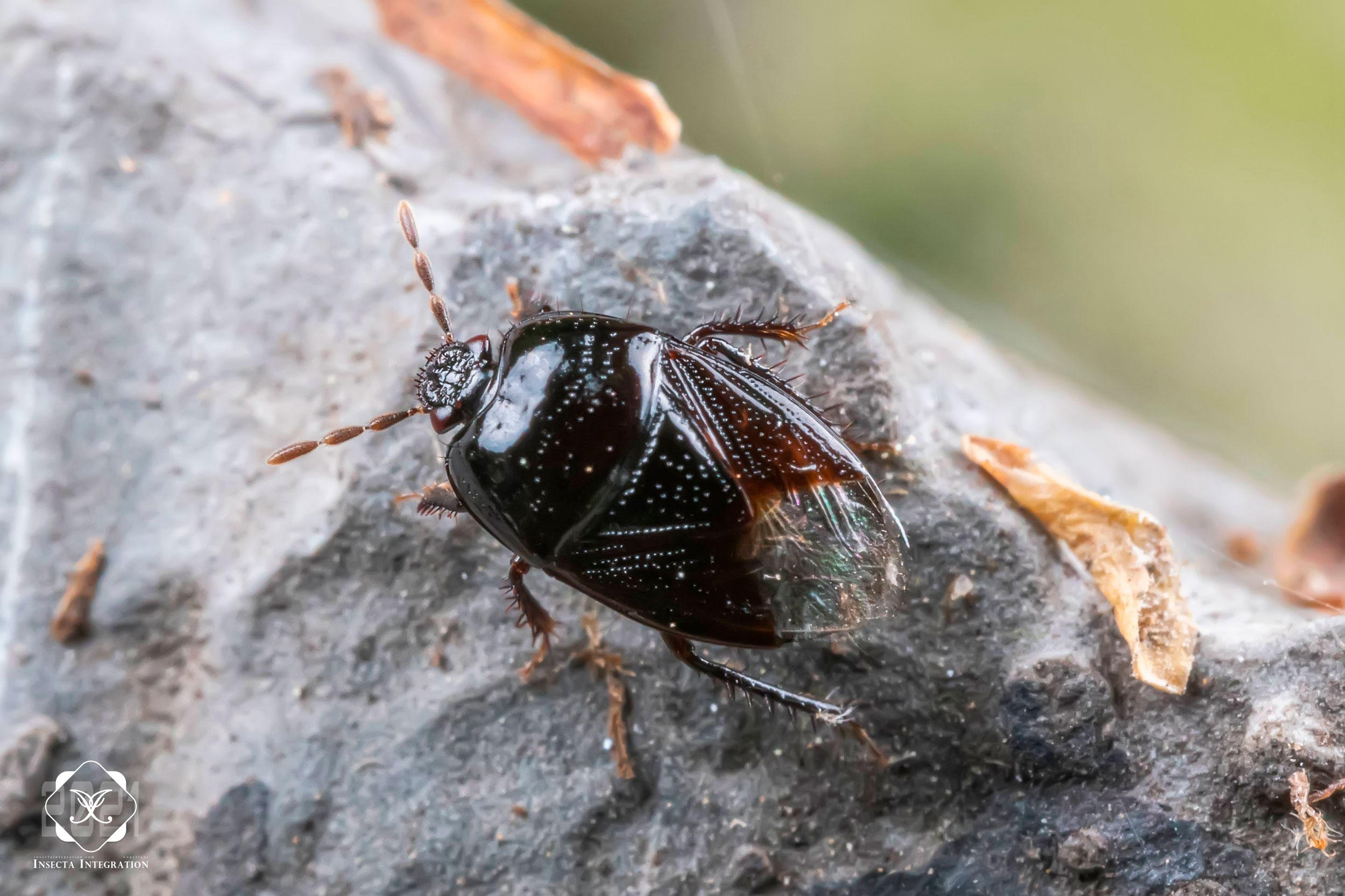 土蝽科 Cydnidae – IISDW