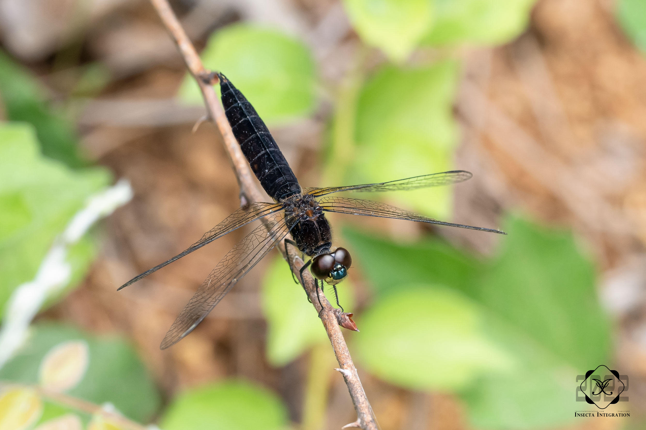 闪绿宽腹蜻 Lyriothemis pachygastra – IISDW