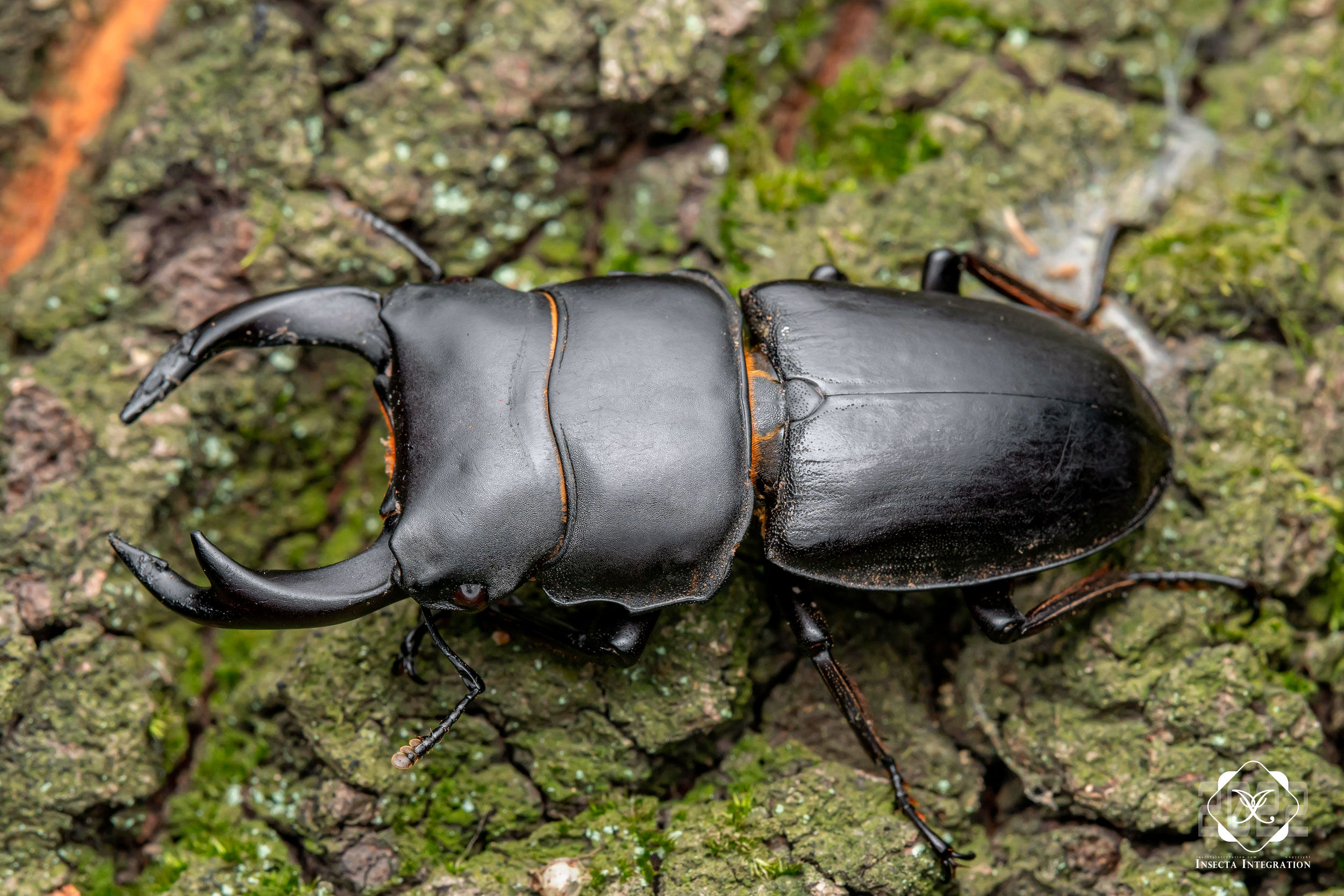 Read more about the article 中国大锹甲 Dorcus hopei