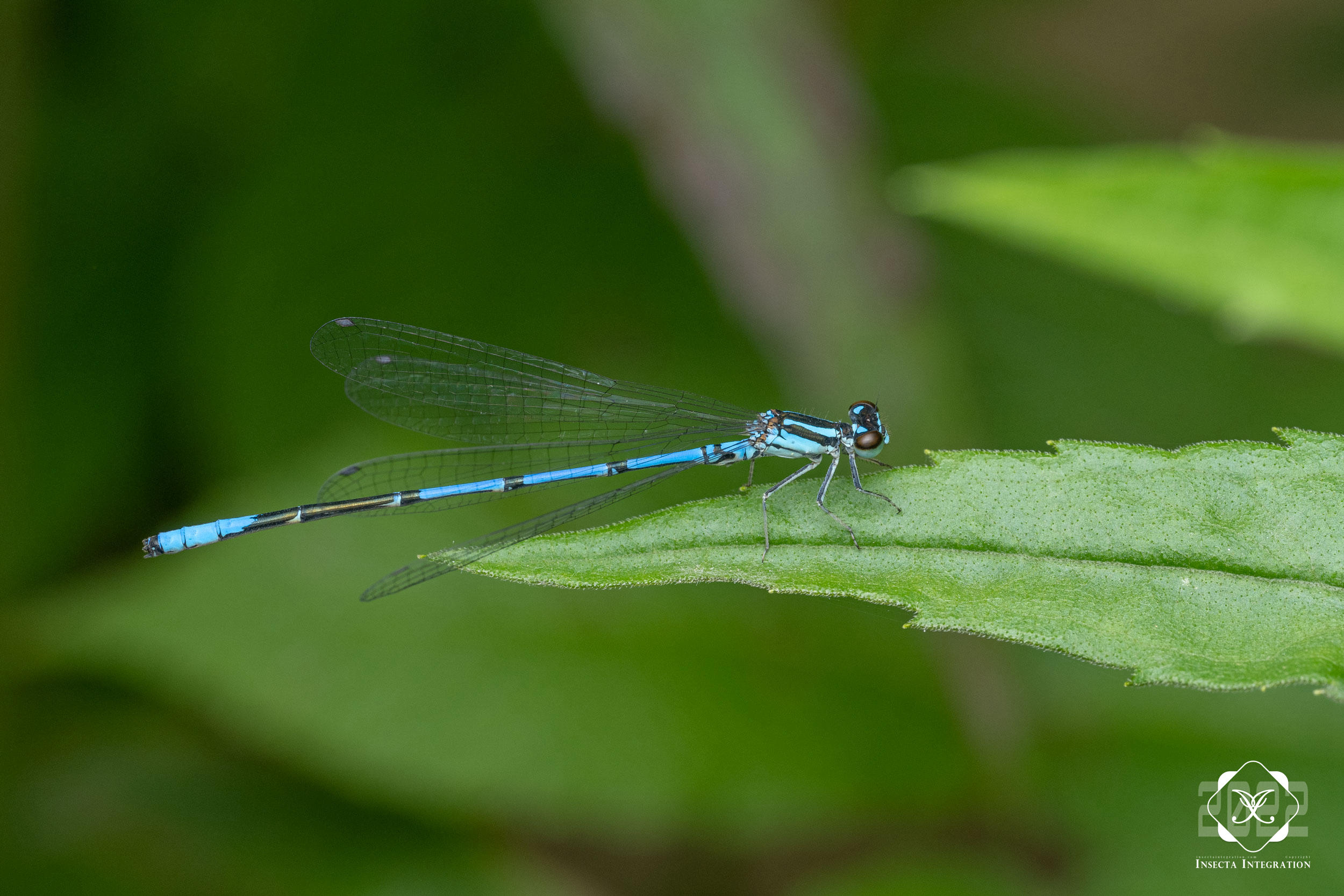 Read more about the article 多棘蟌 Coenagrion aculeatum