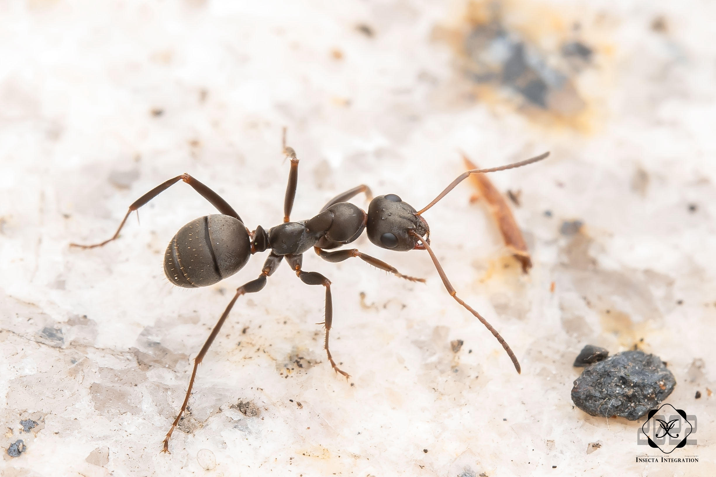 日本黑褐蚁 Formica japonica (Worker) HNH1