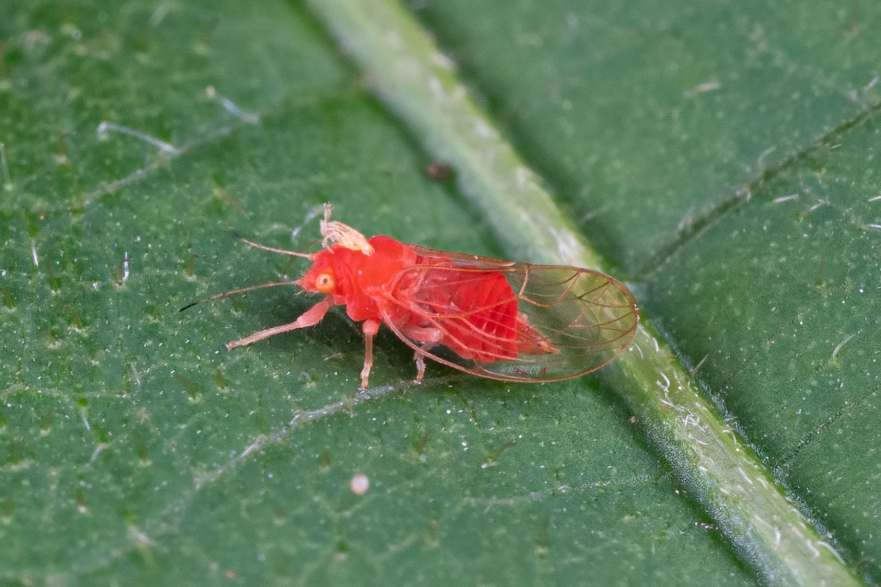 木虱科 Psyllidae – IISDW