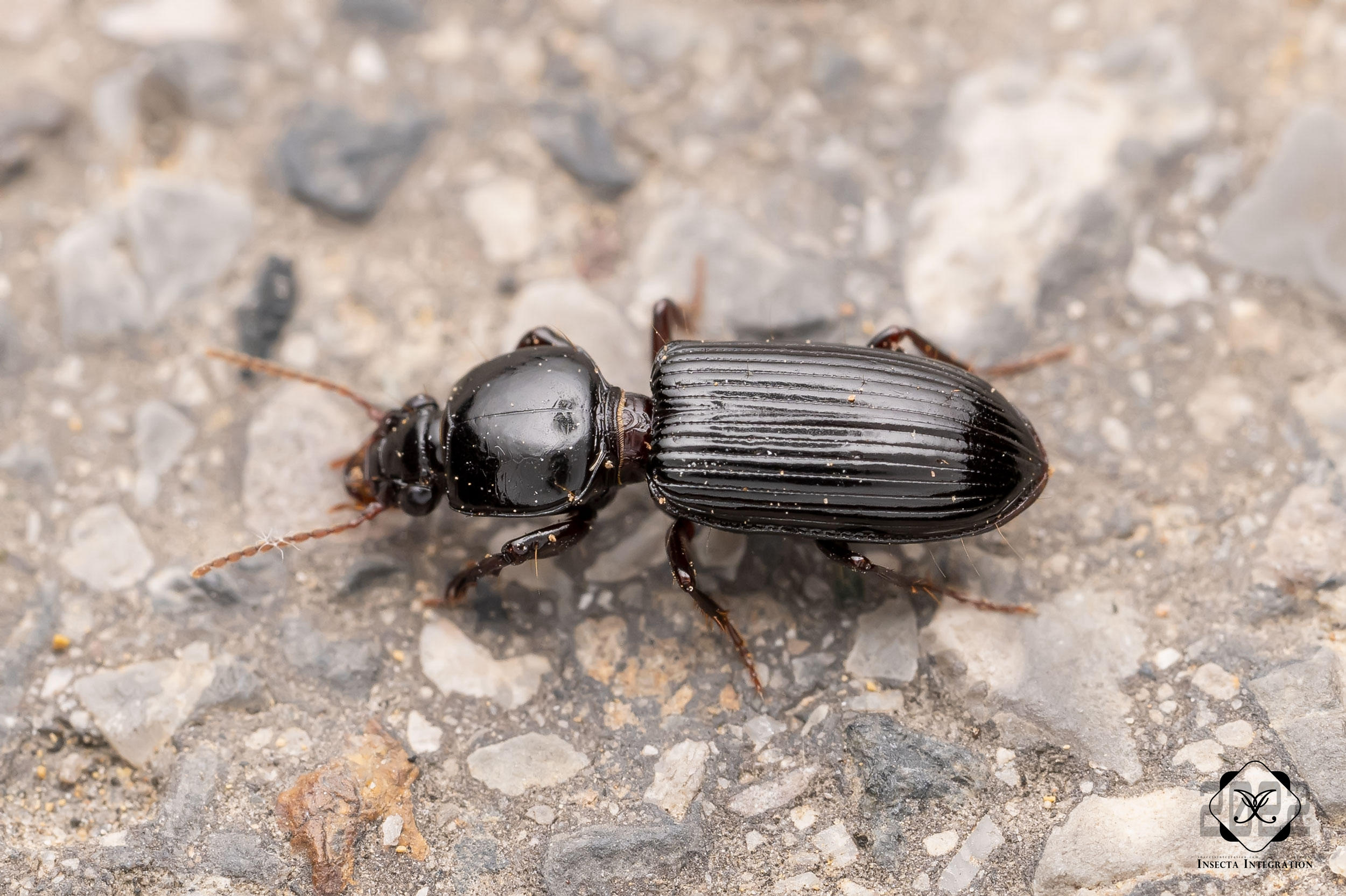 Read more about the article 小蝼步甲属待定种1 Clivina sp.1