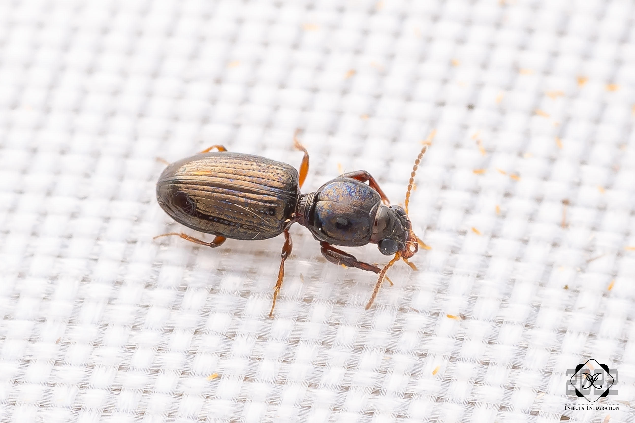 Read more about the article 珠蝼步甲属待定种1 Dyschirius sp.1