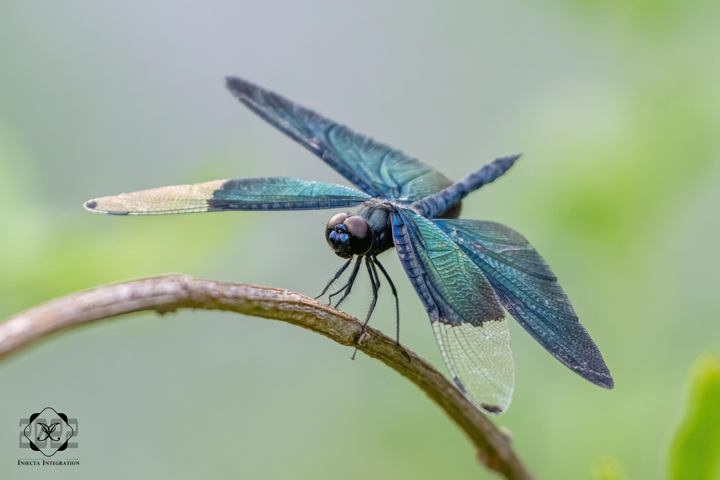 黑丽翅蜻 Rhyothemis fuliginosa – IISDW
