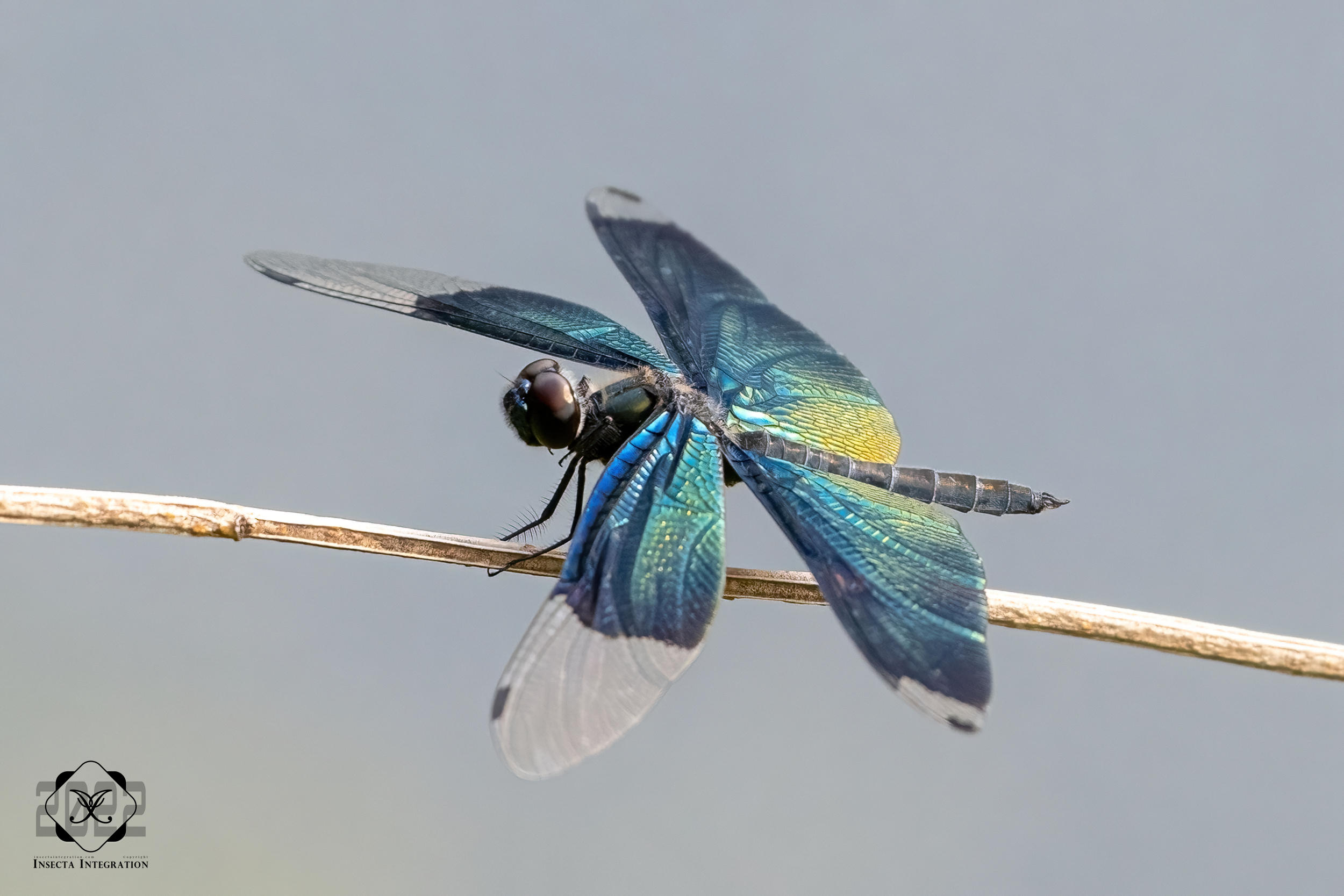 黑丽翅蜻 Rhyothemis fuliginosa – IISDW