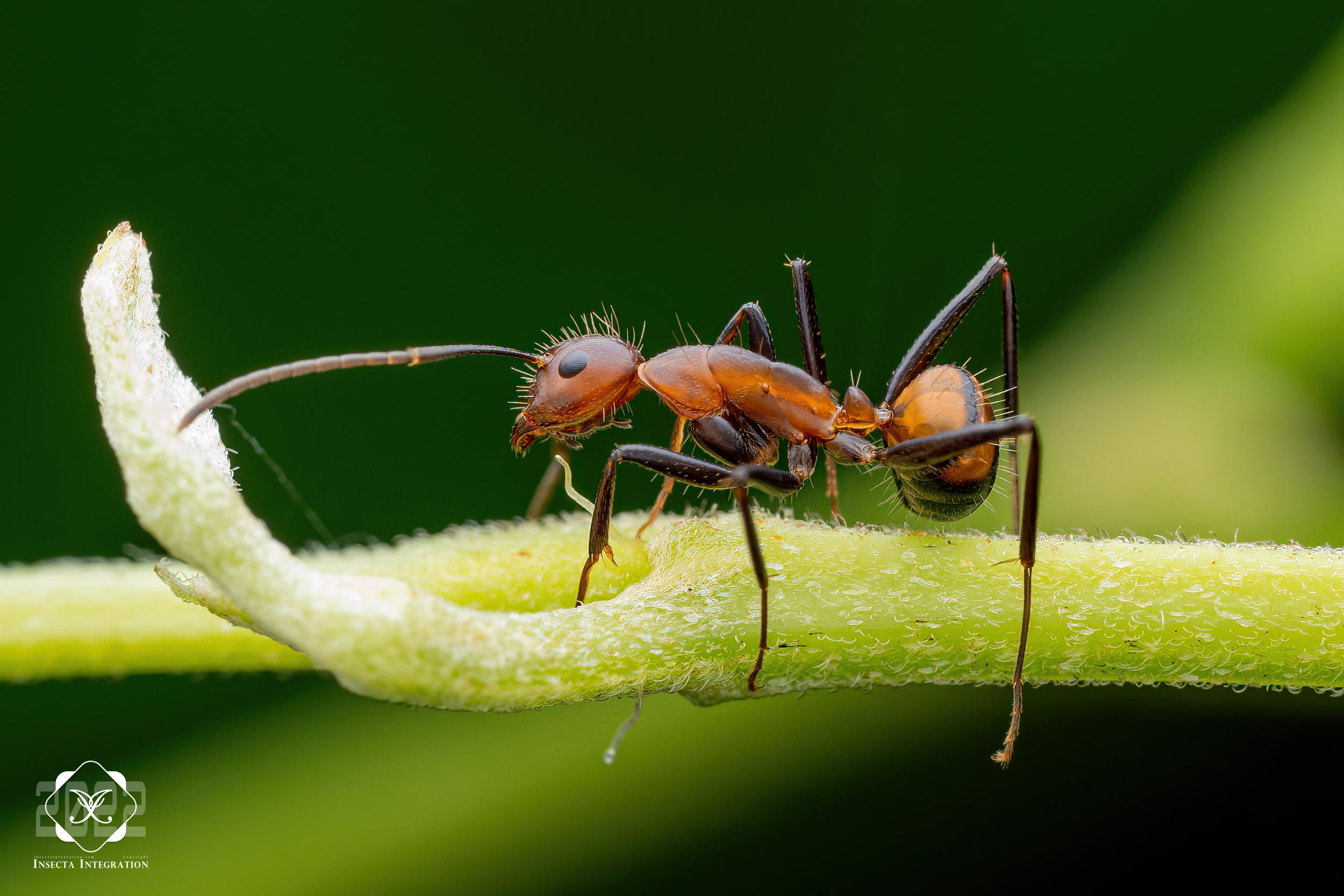尼科巴弓背蚁 Camponotus nicobarensis (Worker) HNH1