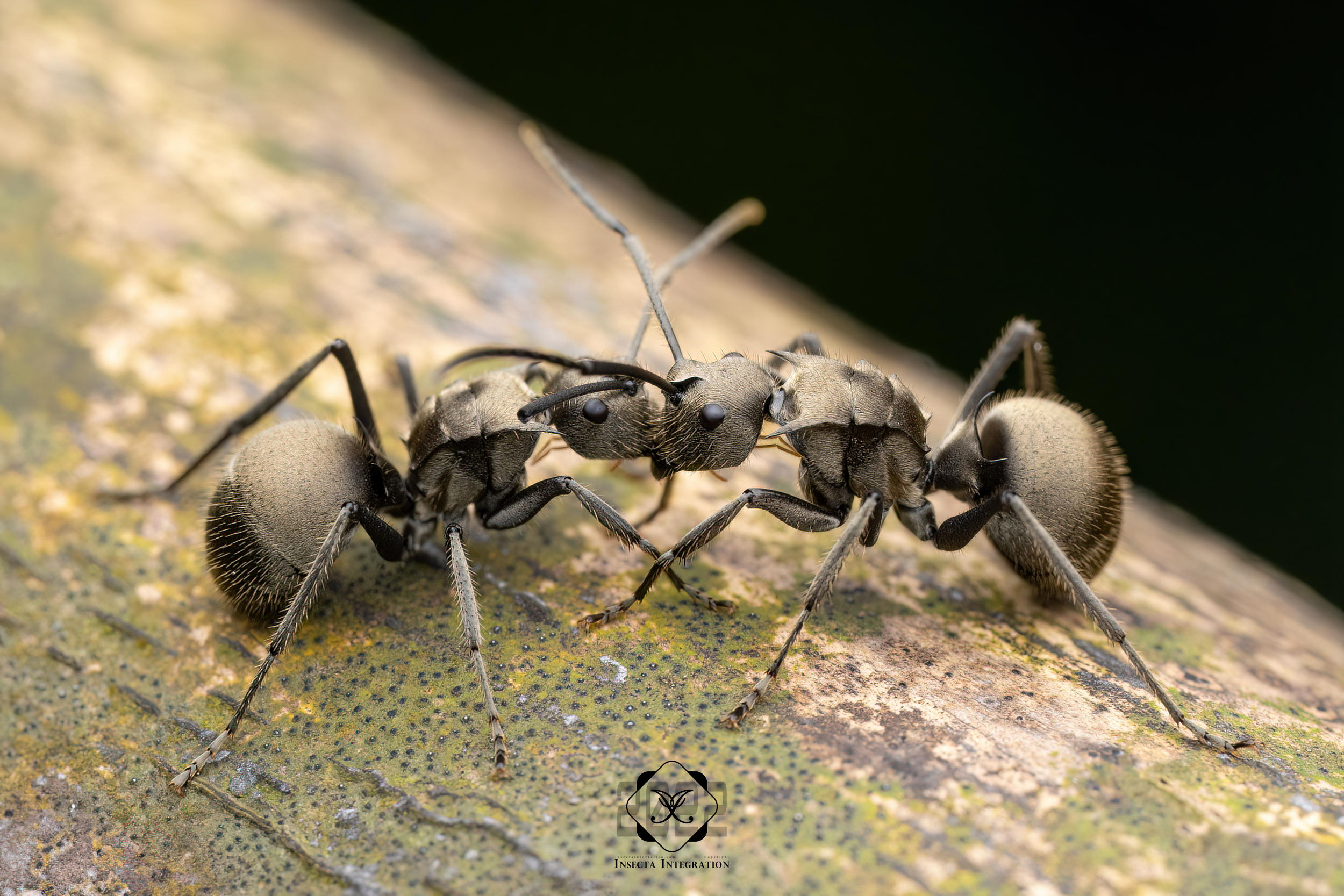 Read more about the article 拟梅氏多刺蚁 Polyrhachis proxima