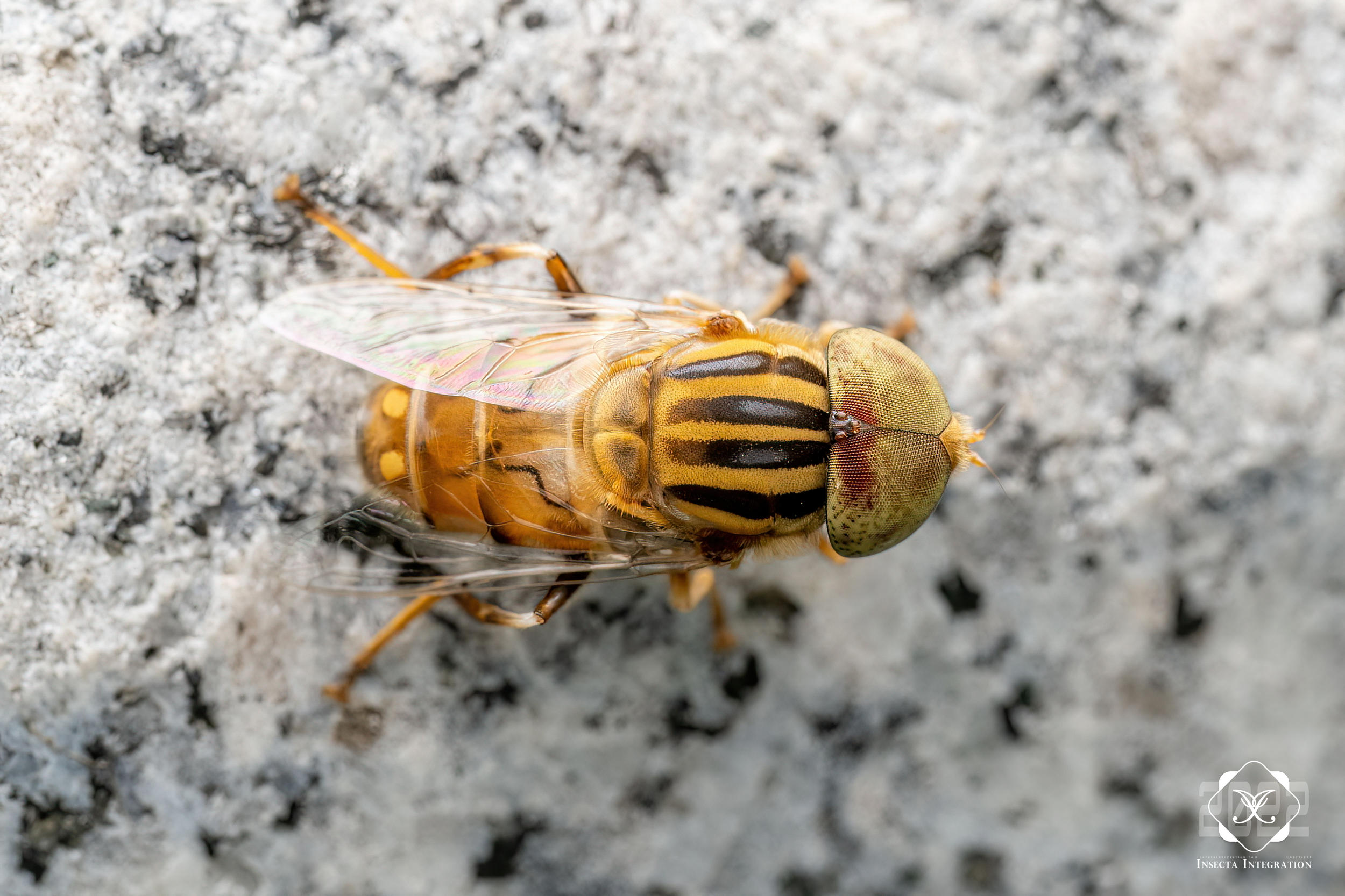 棕腿斑眼蚜蝇 Eristalinus arvorum ♂ HNH1