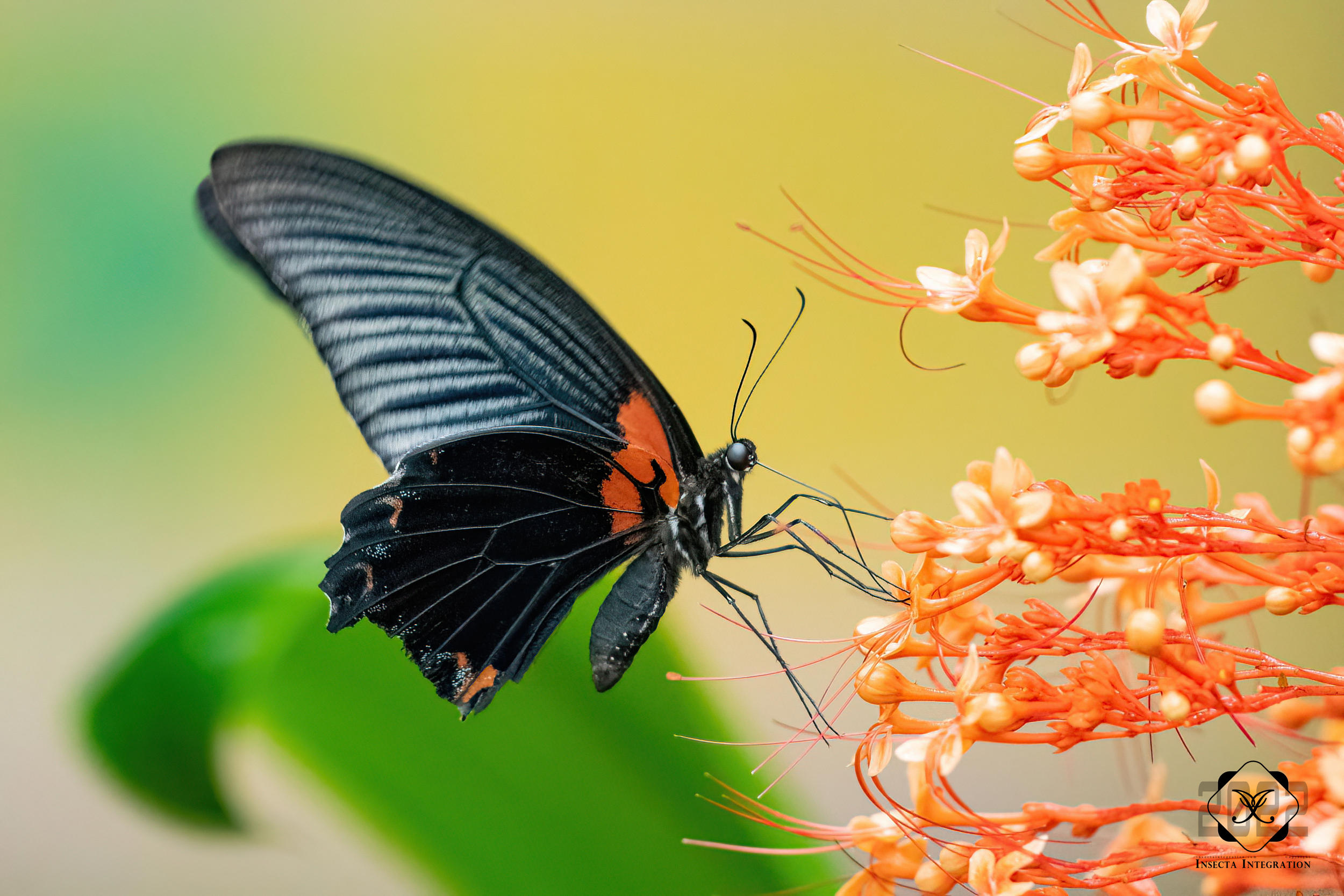 美凤蝶 Papilio memnon ♂ HNH1