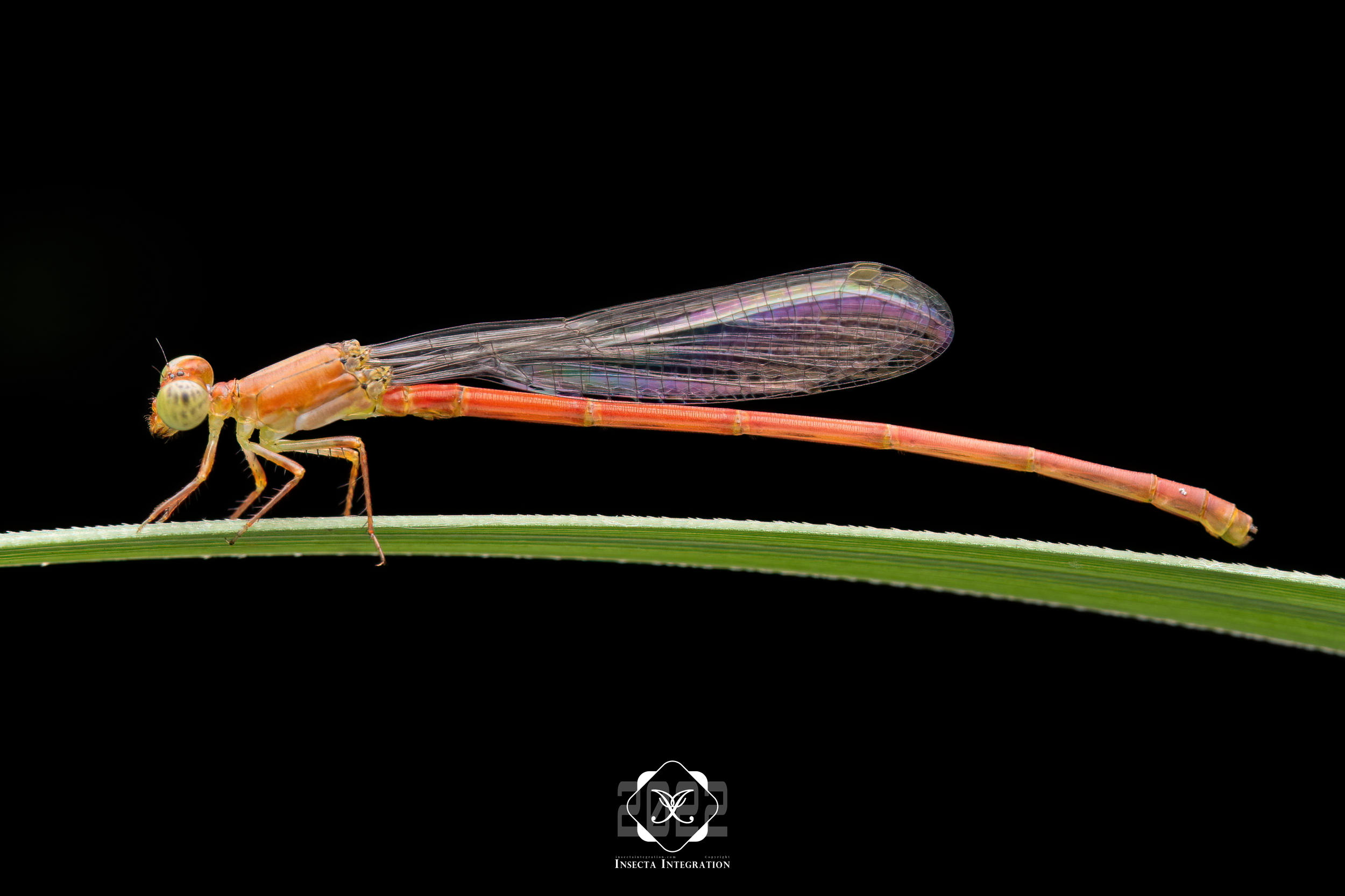 Read more about the article 赤黄蟌 Ceriagrion nipponicum