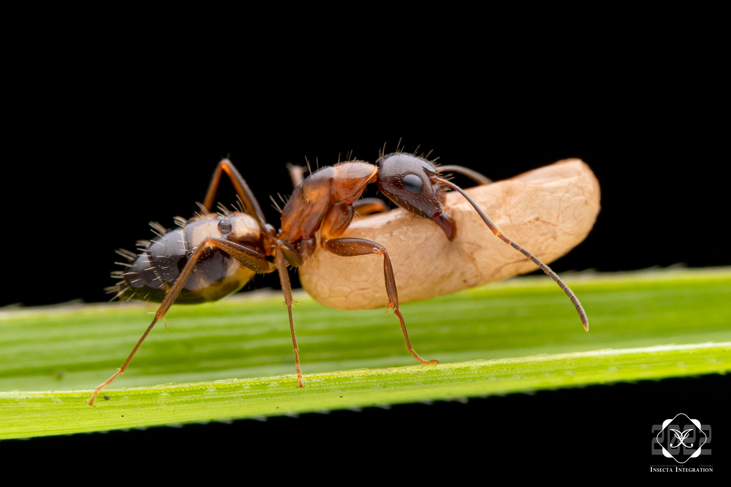 Read more about the article 黄斑弓背蚁 Camponotus albosparsus