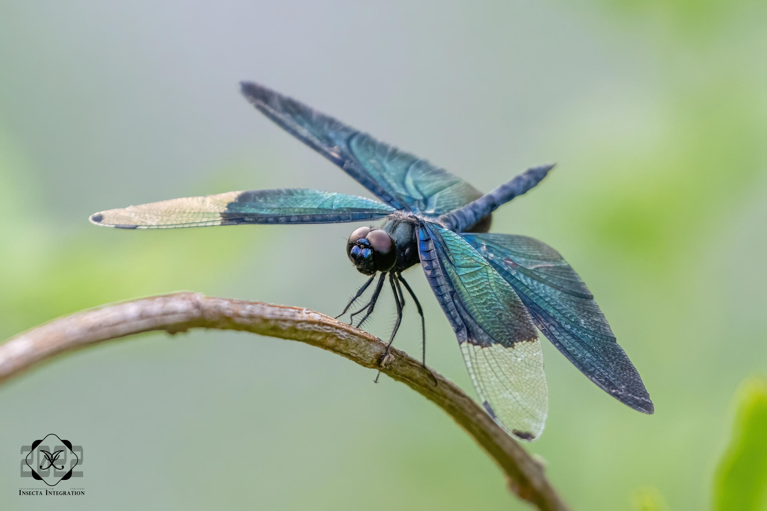 Read more about the article 黑丽翅蜻 Rhyothemis fuliginosa