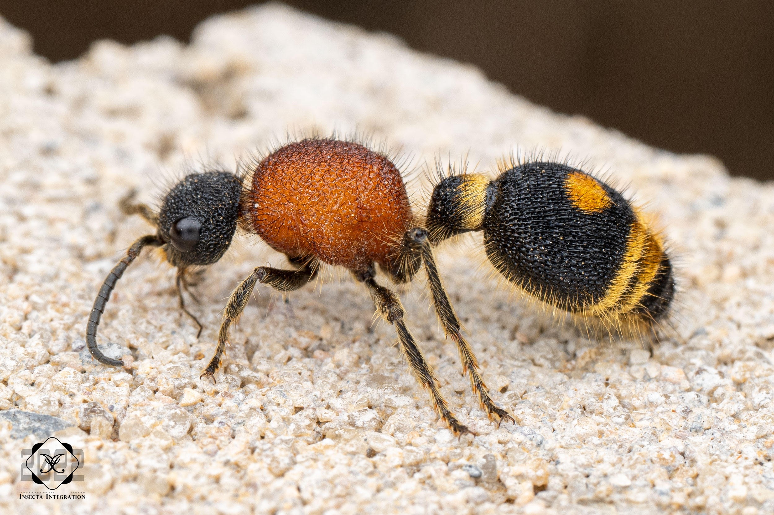 婚窄东洋蚁蜂 Orientilla desponsa ♀ HNH1