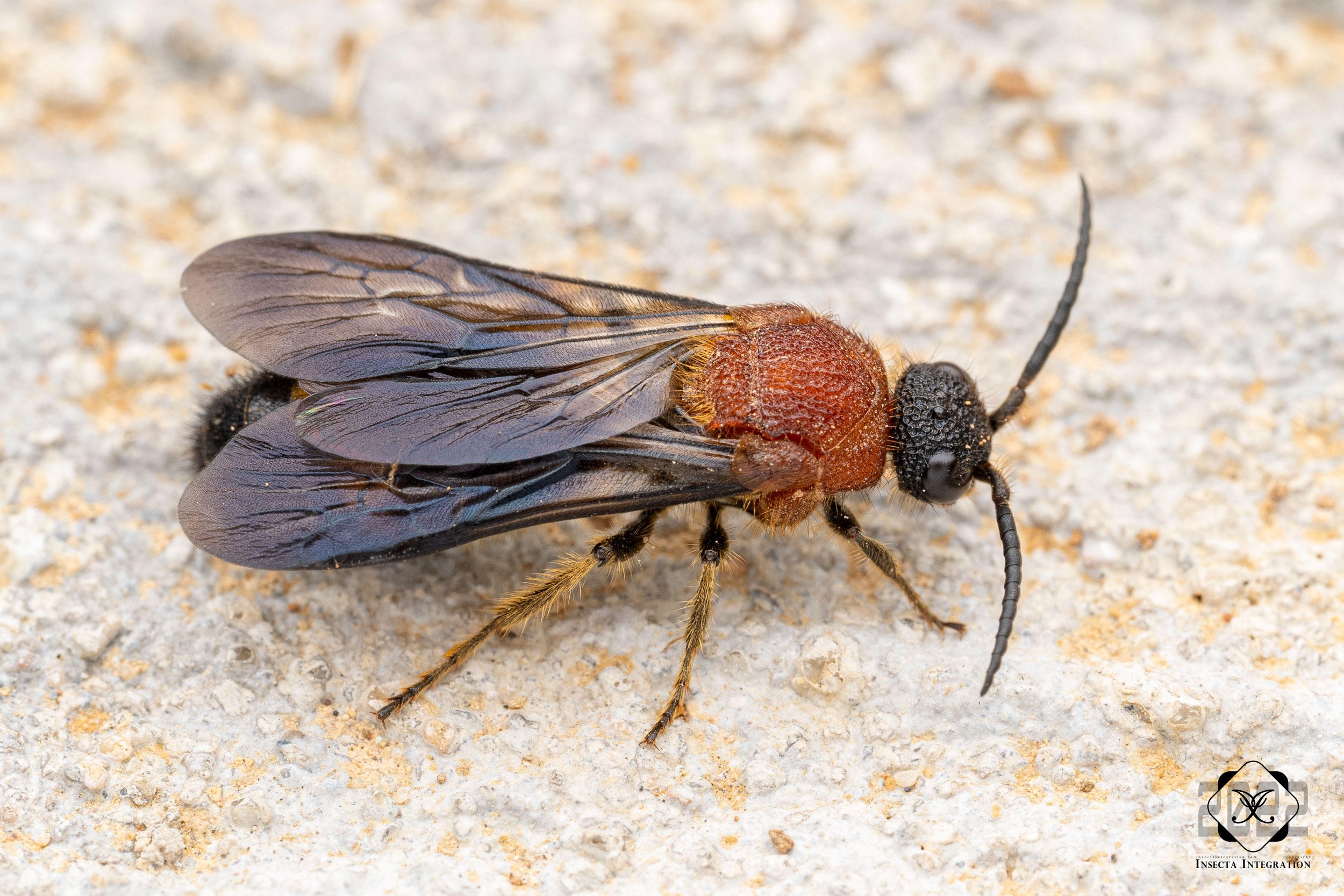 婚窄东洋蚁蜂 Orientilla desponsa ♂ HNH1