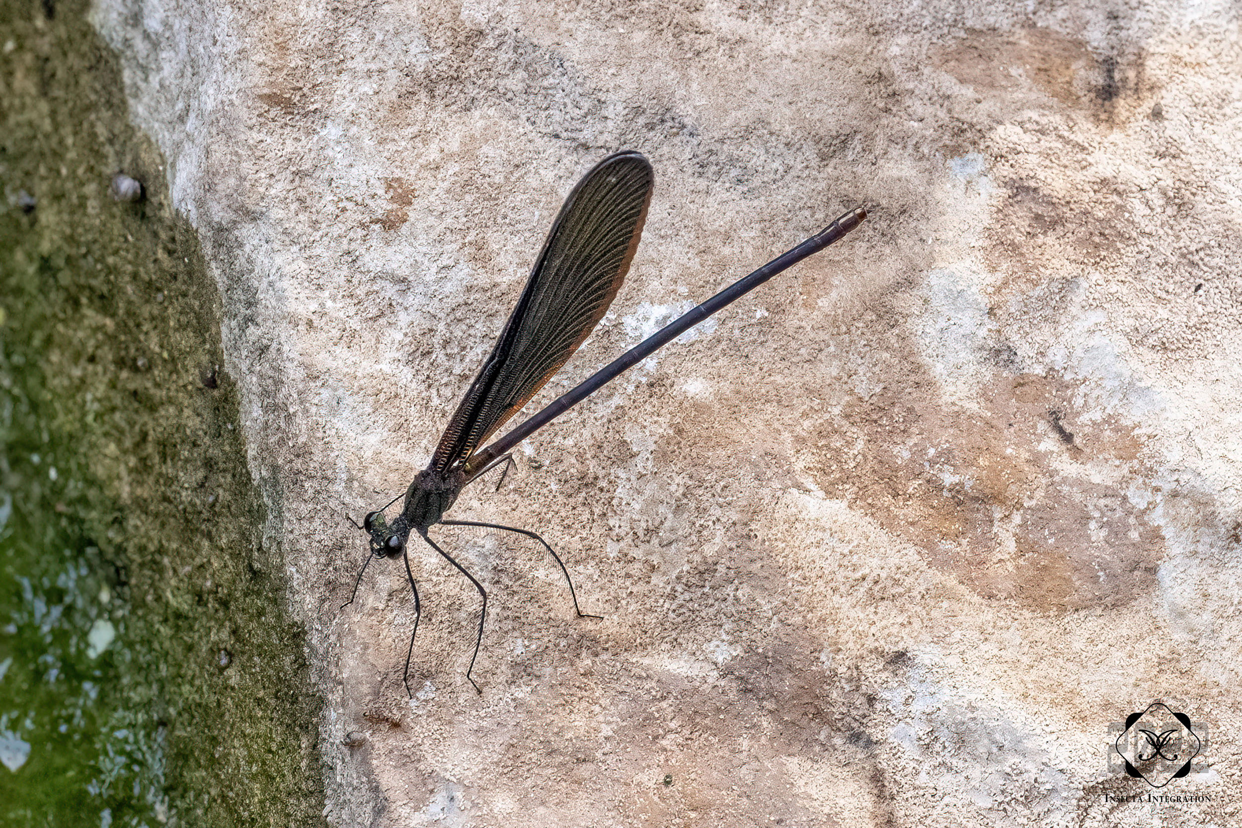 Read more about the article 黑暗色蟌 Atrocalopteryx atrata