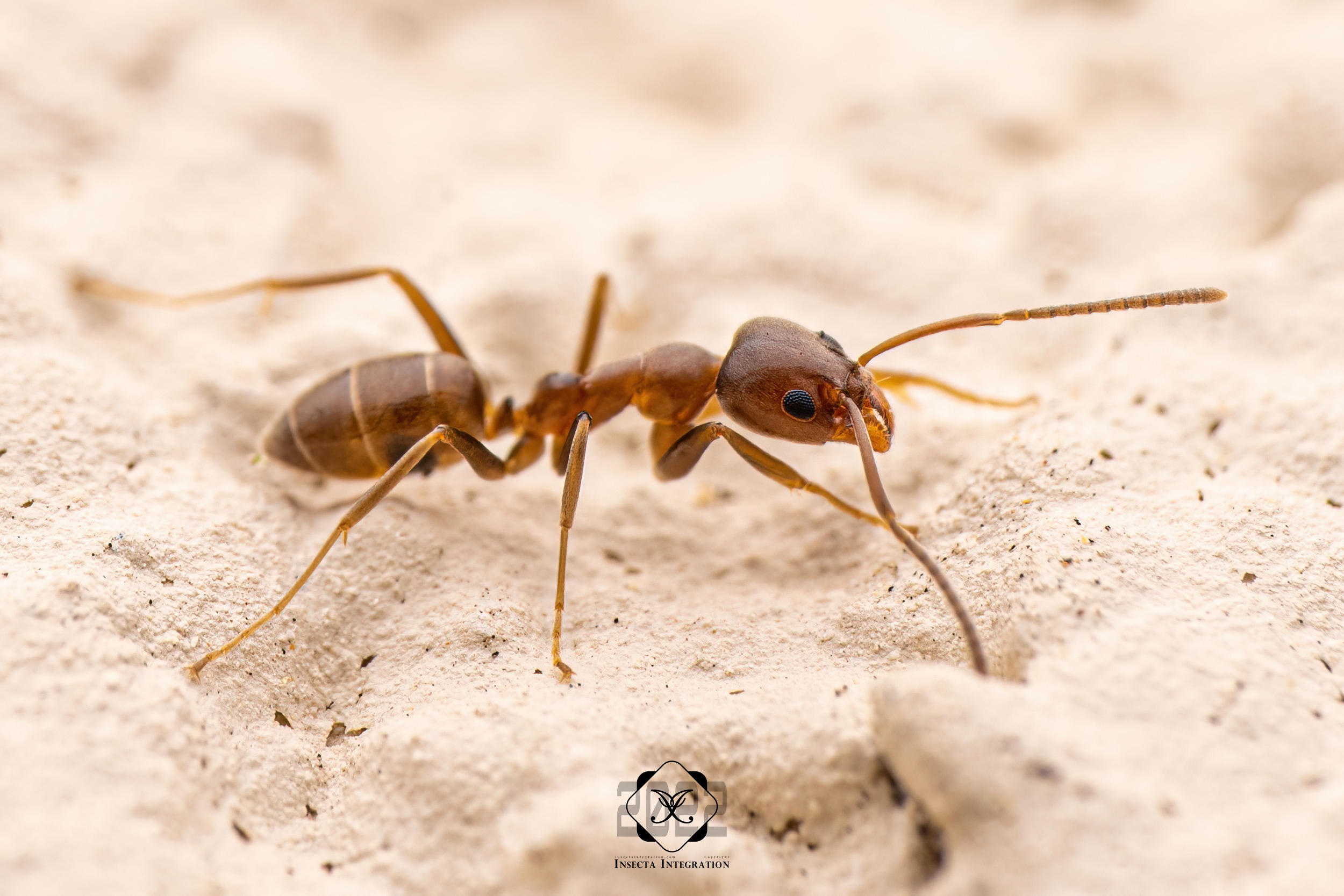 Humile 小麻臭蚁 Linepithema humile – IISDW