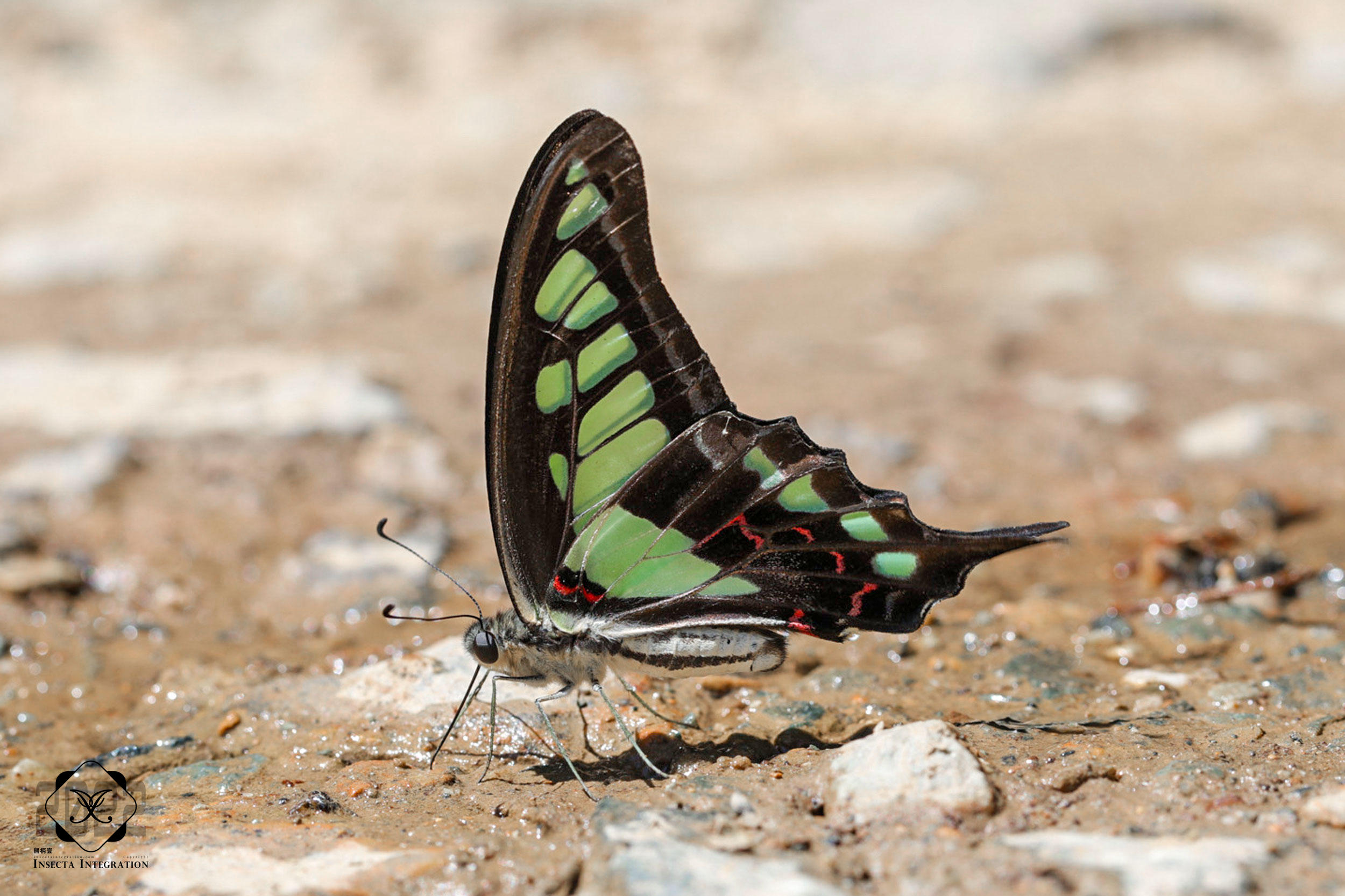 Read more about the article 宽带青凤蝶 Graphium cloanthus