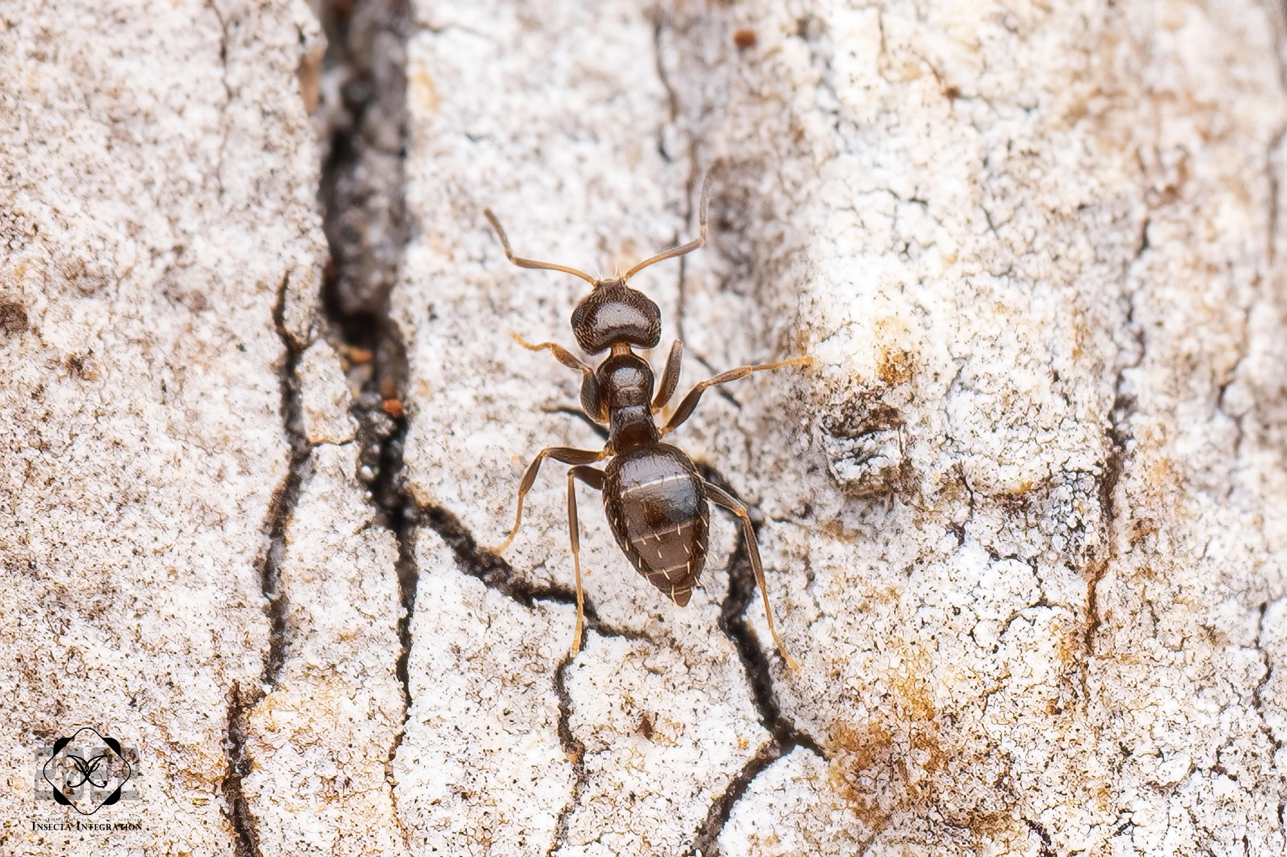 Read more about the article 巴塔哥尼亚短蚁 Brachymyrmex patagonicus